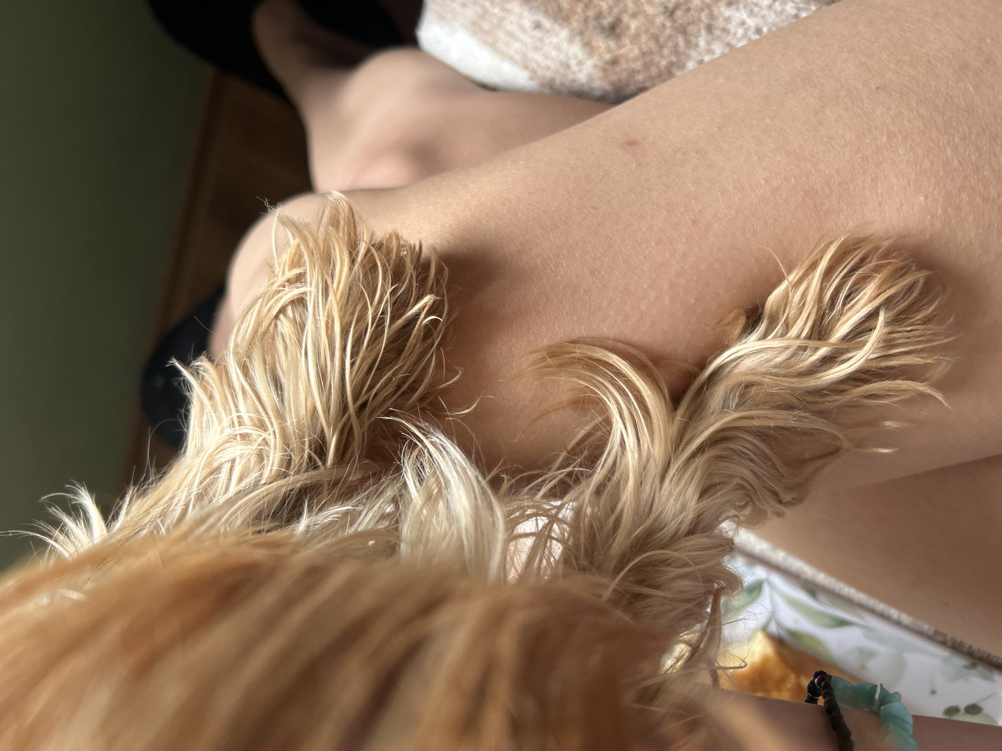 Morning breakfast shared with dog in Burgas home