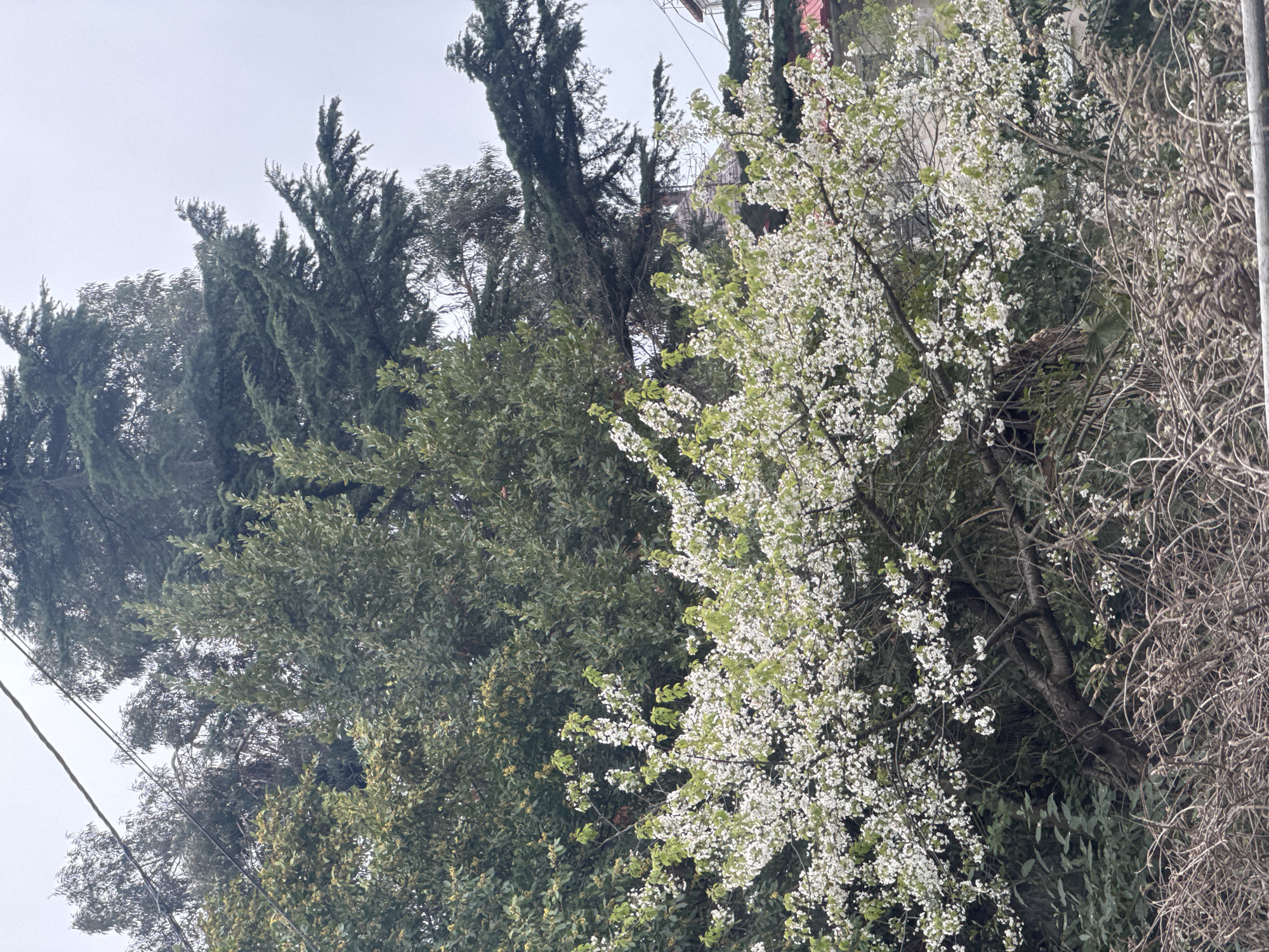 Spring blooms amid evergreens captured in Sochi residential area