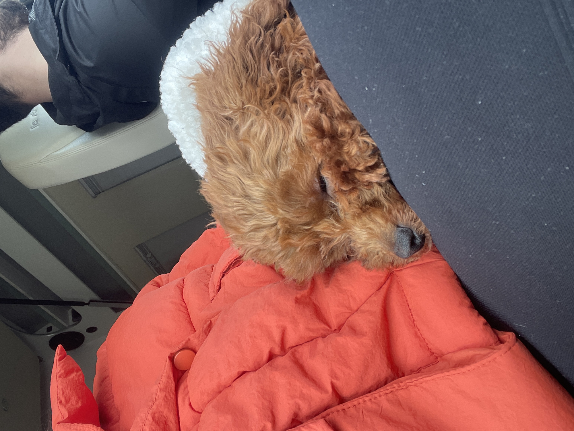 Woman holds small brown dog in car in Krivina