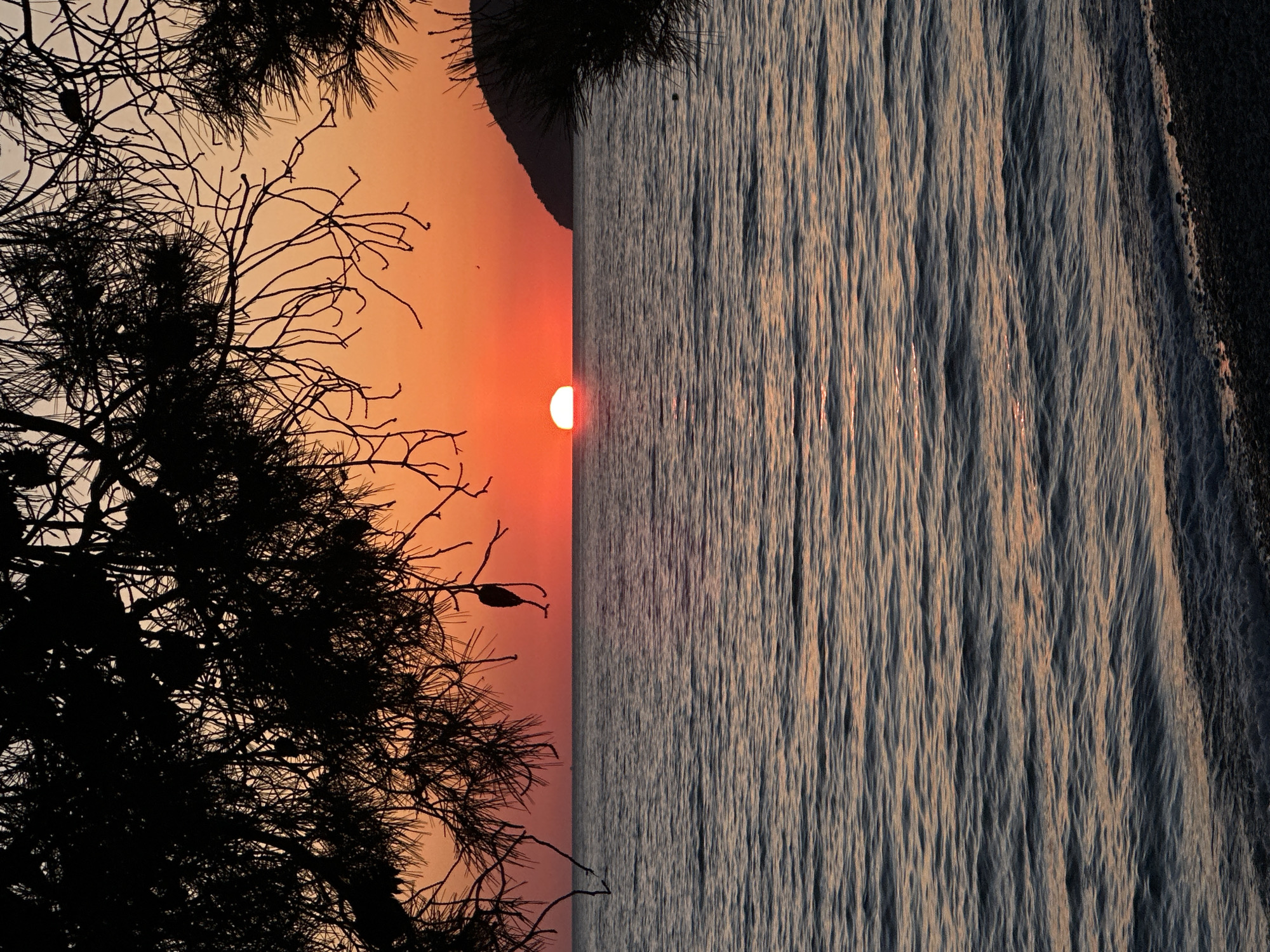 Sunset captured over Montenegro coast through pine tree silhouettes
