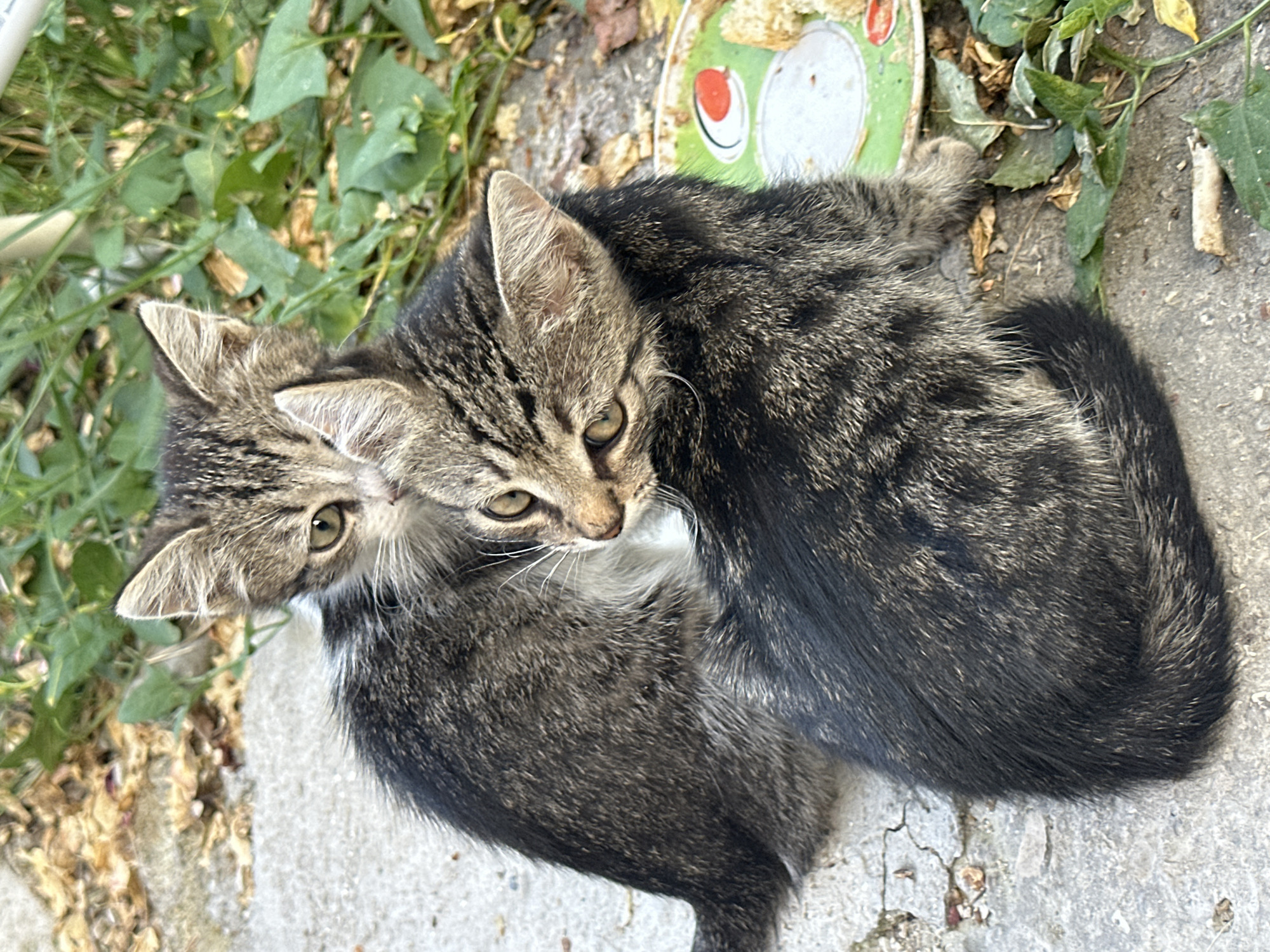 Kittens, garden flowers, and fresh cherries on a summer afternoon