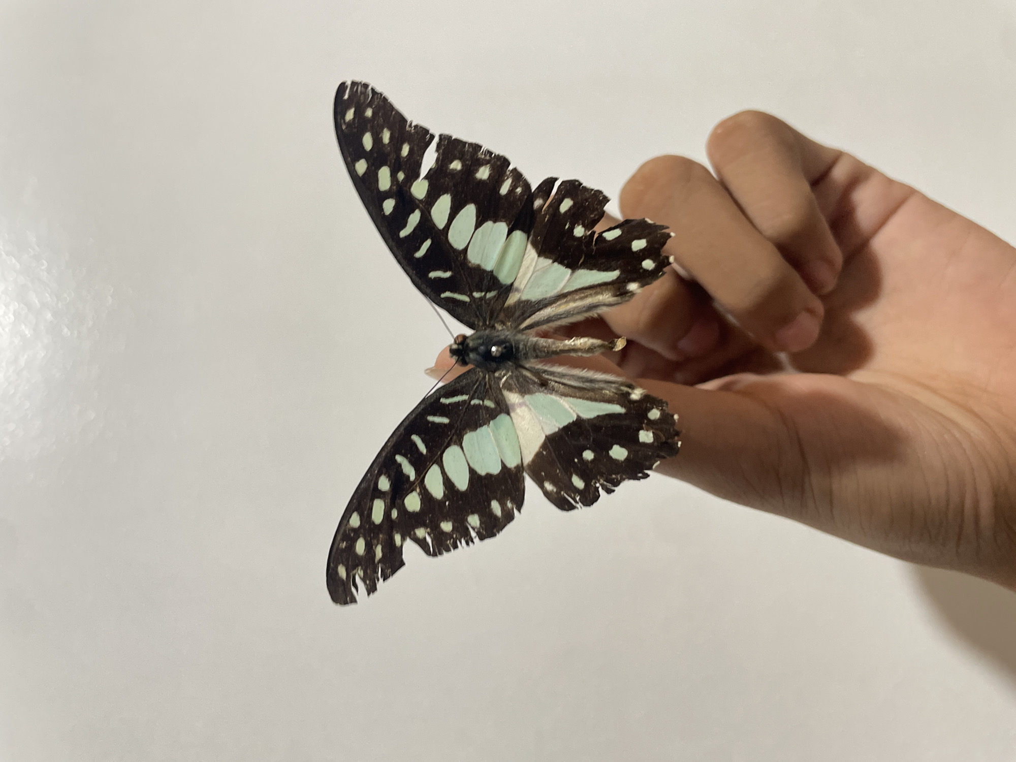 Butterflies, a dog, and collectibles in Davao City