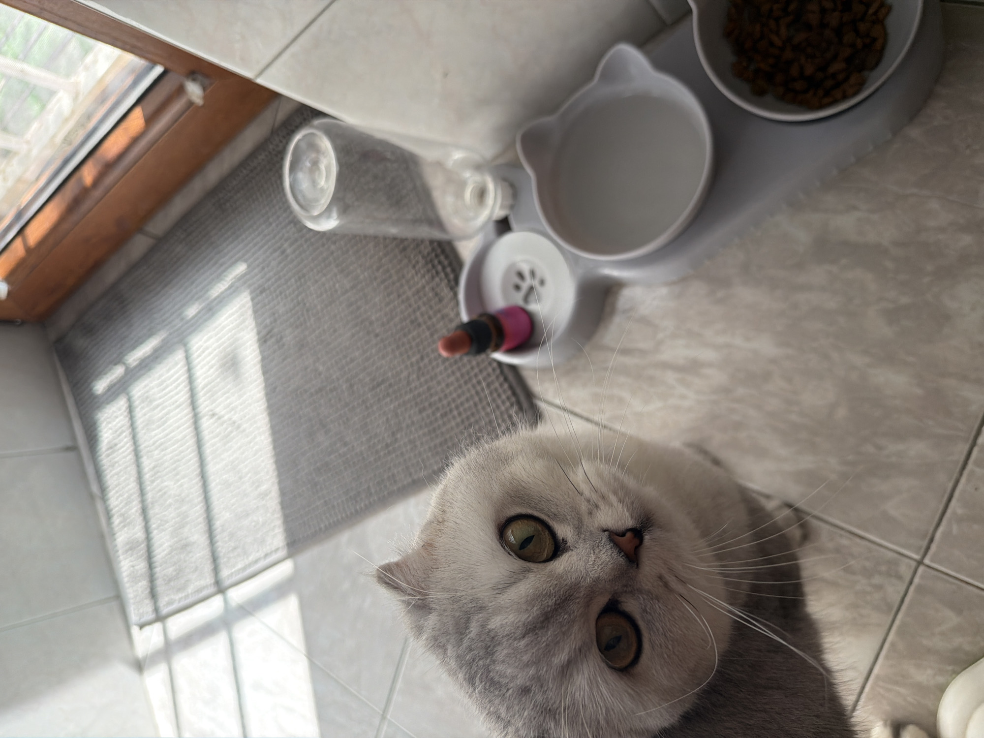Scottish Fold cat at home in Rome, July morning