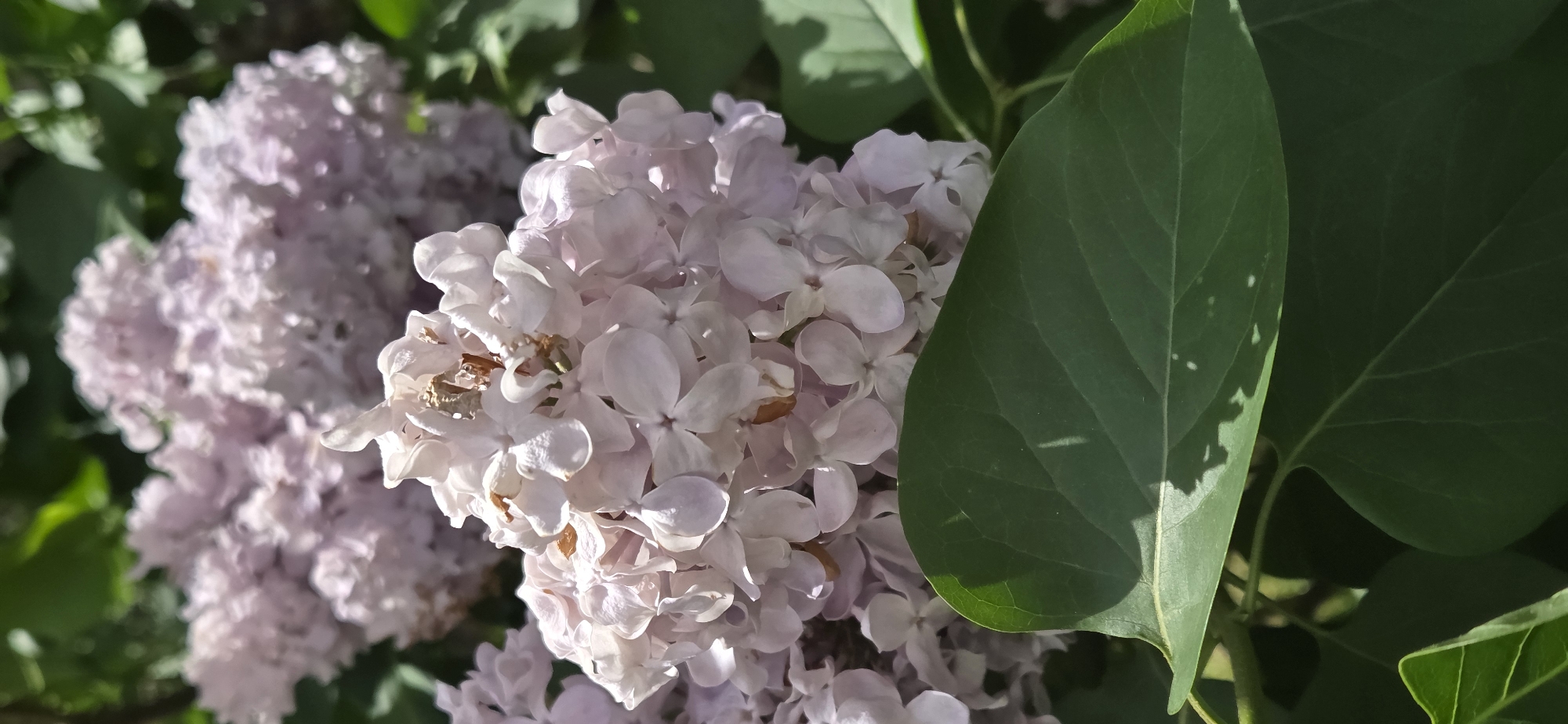 Morning flower photography session includes pendant documentation