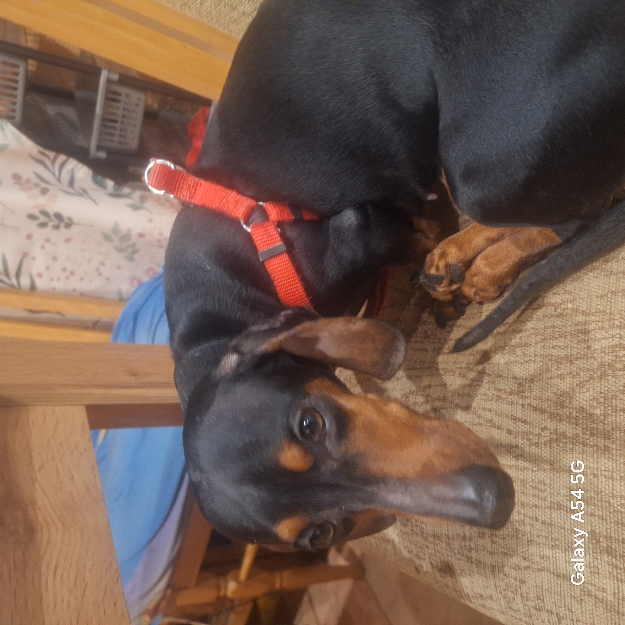 Quiet domestic moments with pets and food in Sofia