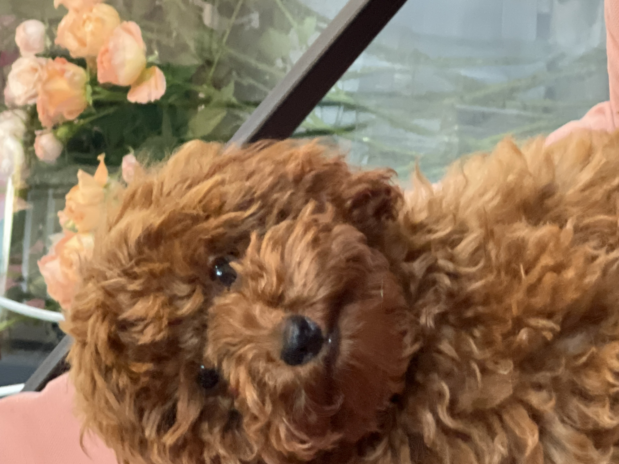 Brown toy poodle plays with rubber chicken toy indoors