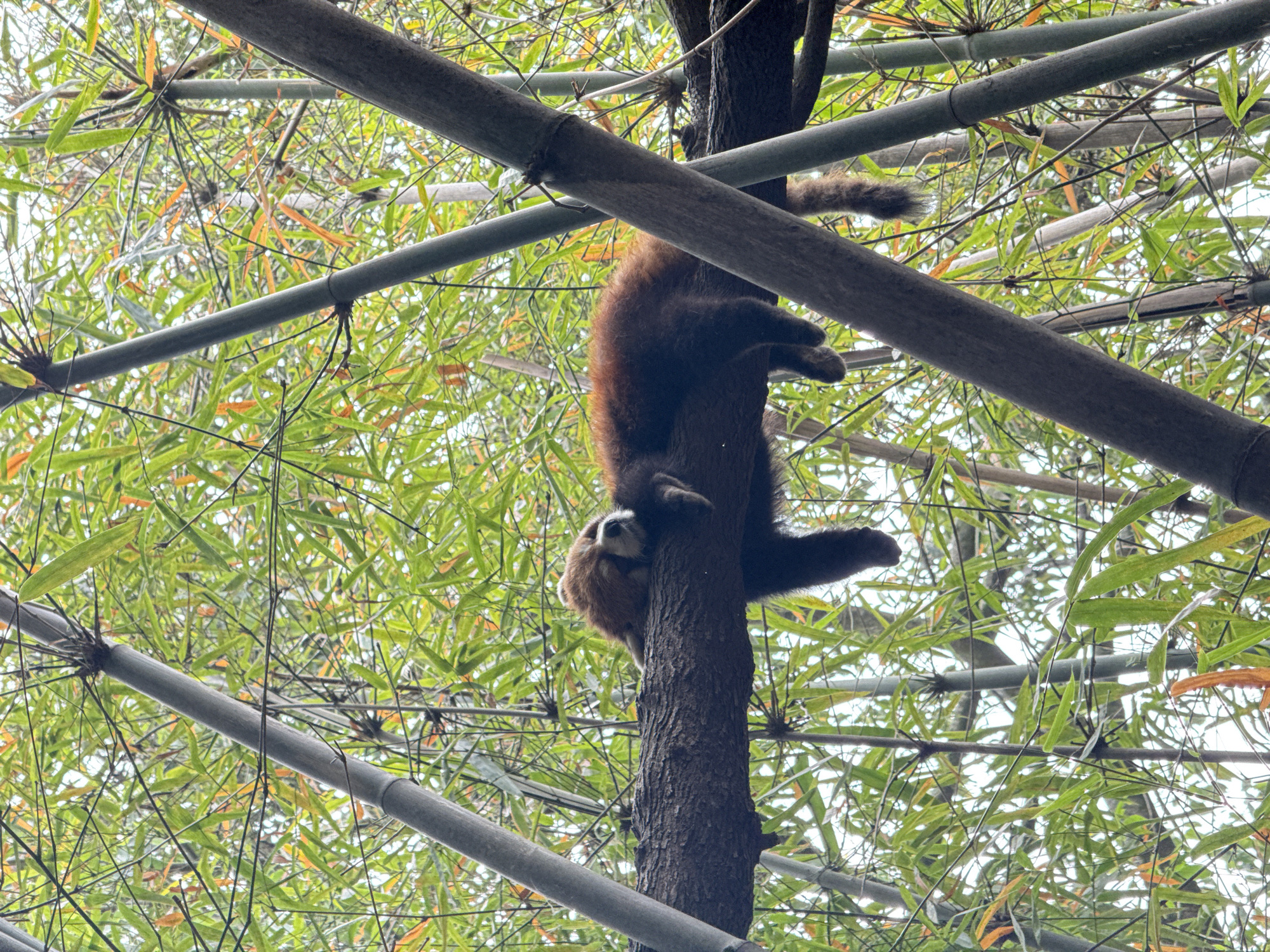 Wildlife spotted across Chengdu districts early Tuesday morning