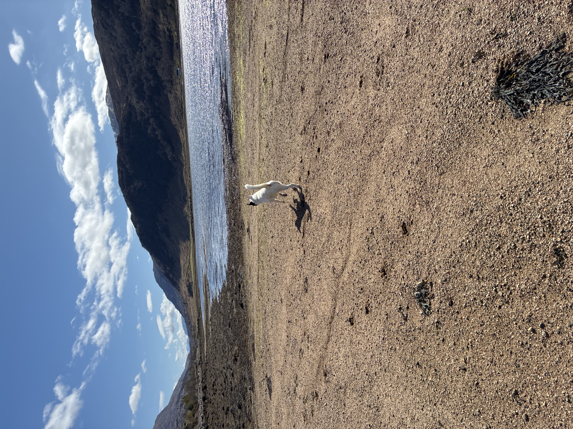 Dog walks shingle beach near Strontian loch, mountains visible