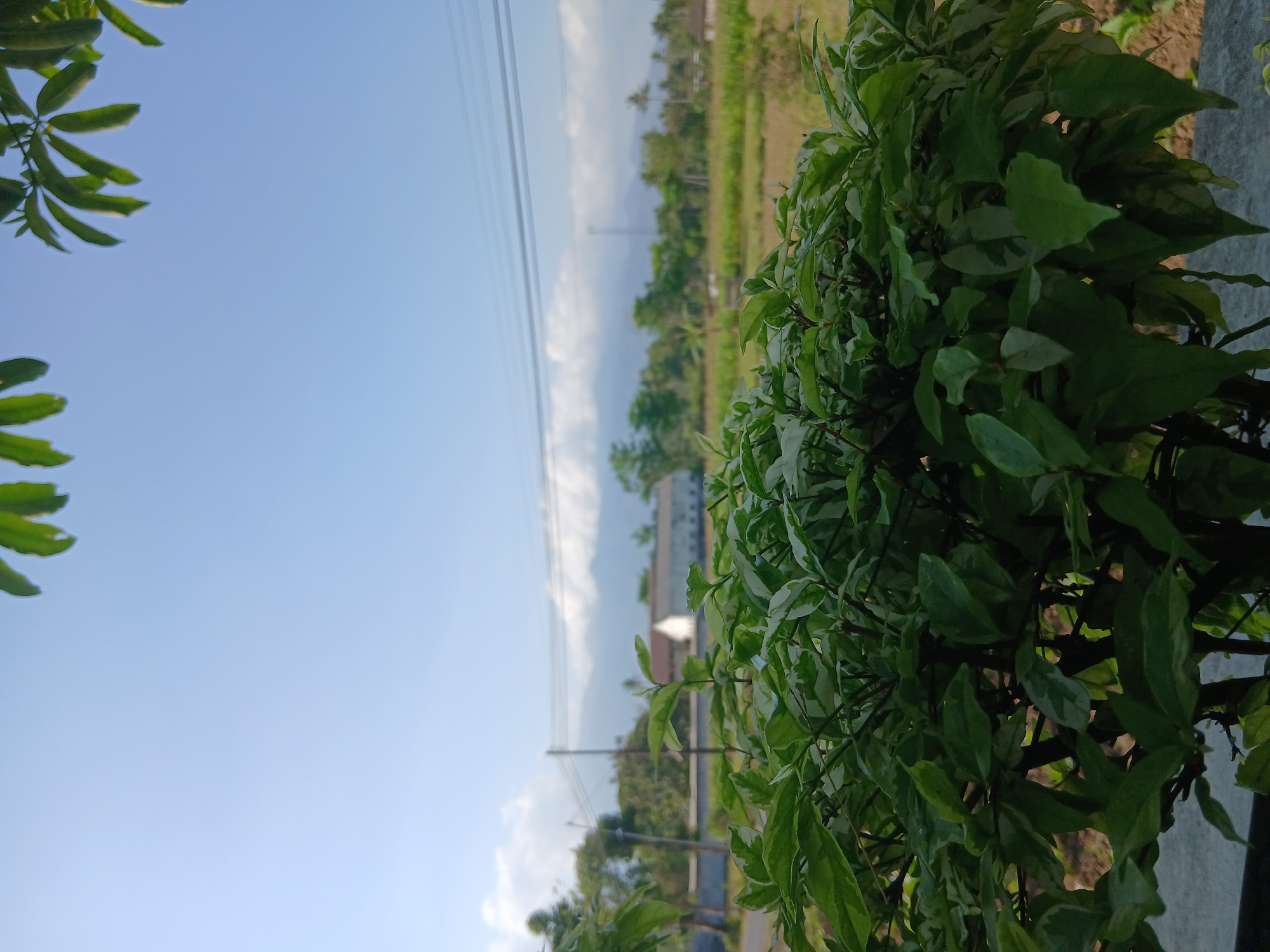 Morning ground-level look at rural farms and gardens in East Java