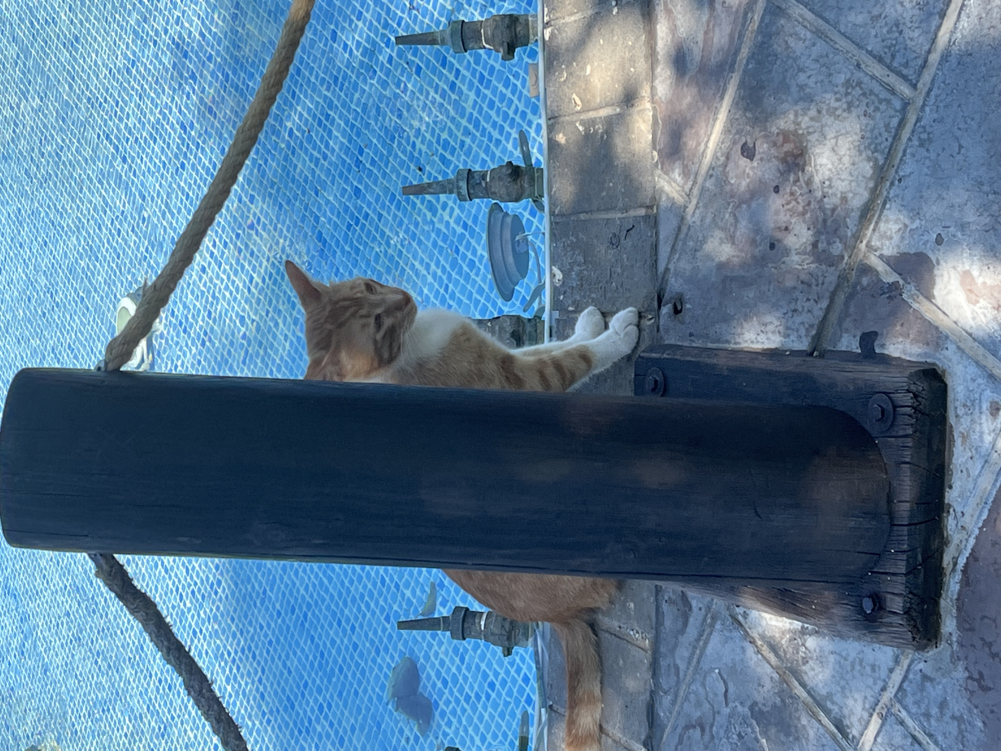 Cat lounges poolside as clear skies grace Alanya coast
