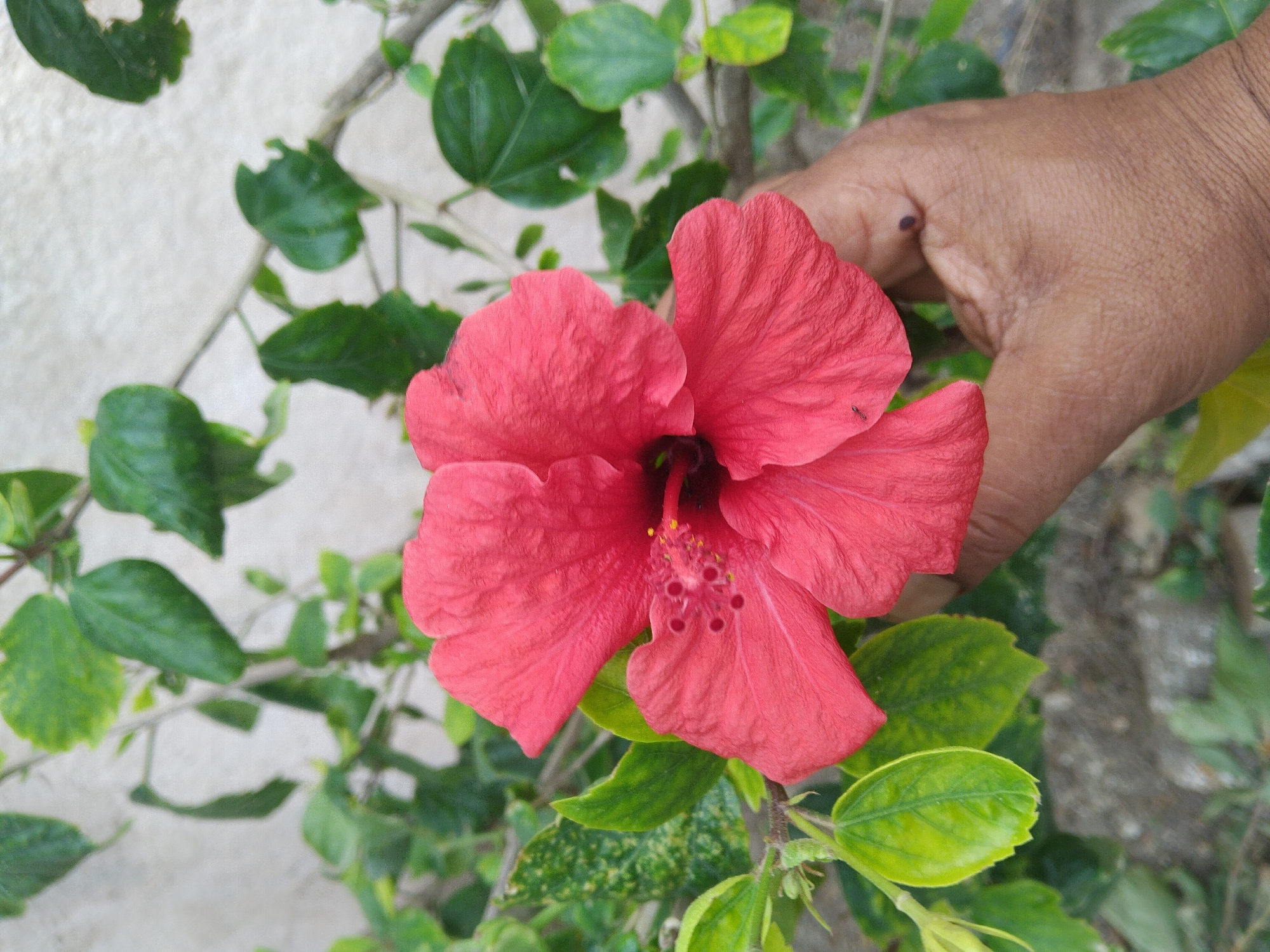Red hibiscus flower photographed in hand in Kardamaina, Greece