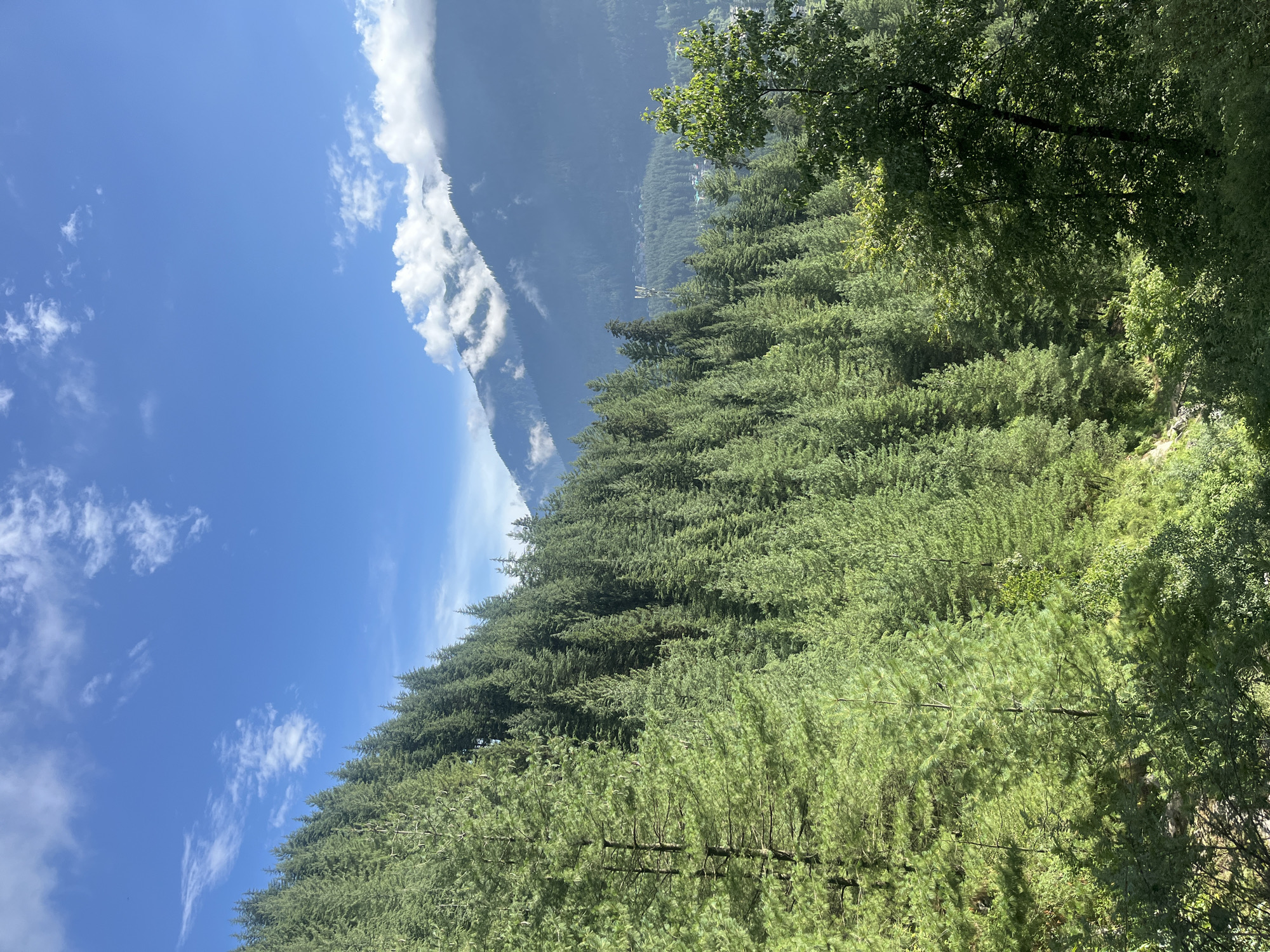 Dense pine forest blankets Old Manali's mountain slopes