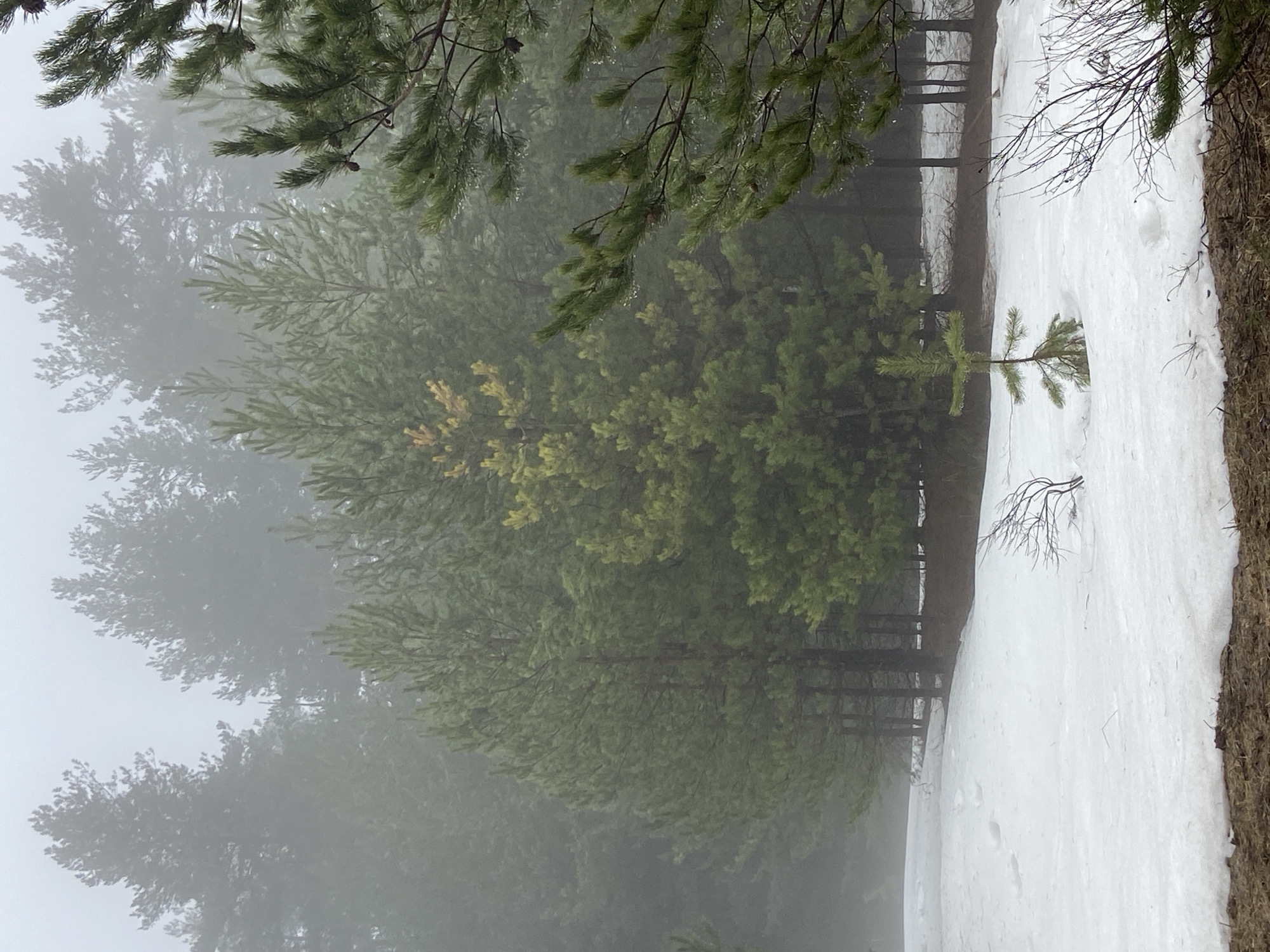 Man captures foggy winter landscape in Chaikovsky Russia