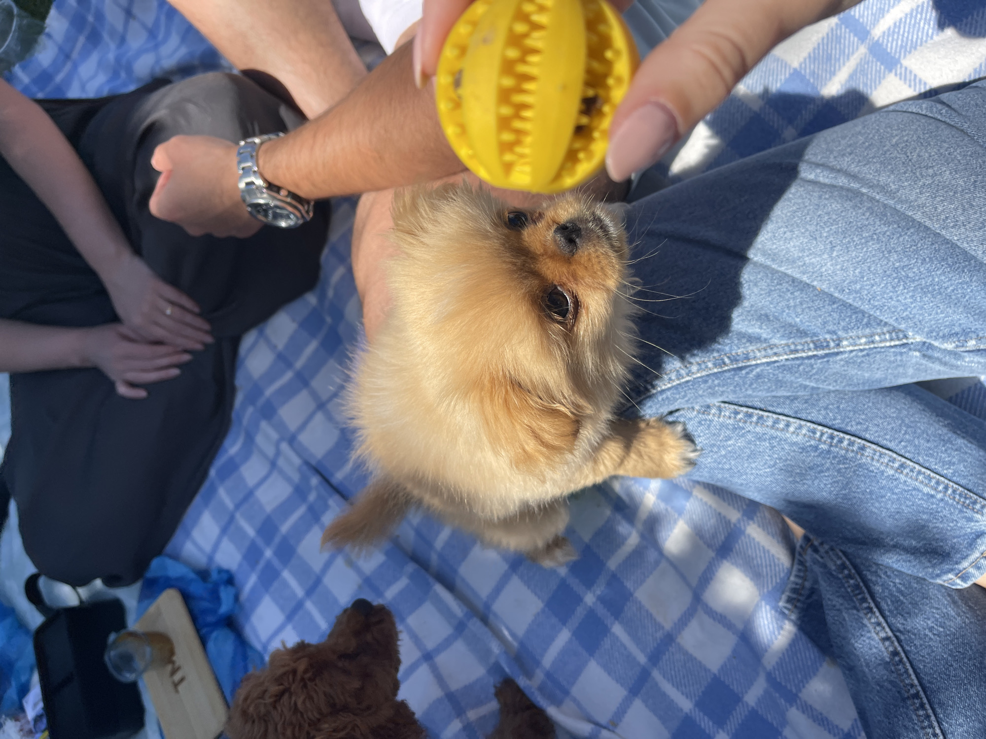 Family picnic with puppies draws crowds in Sofia park