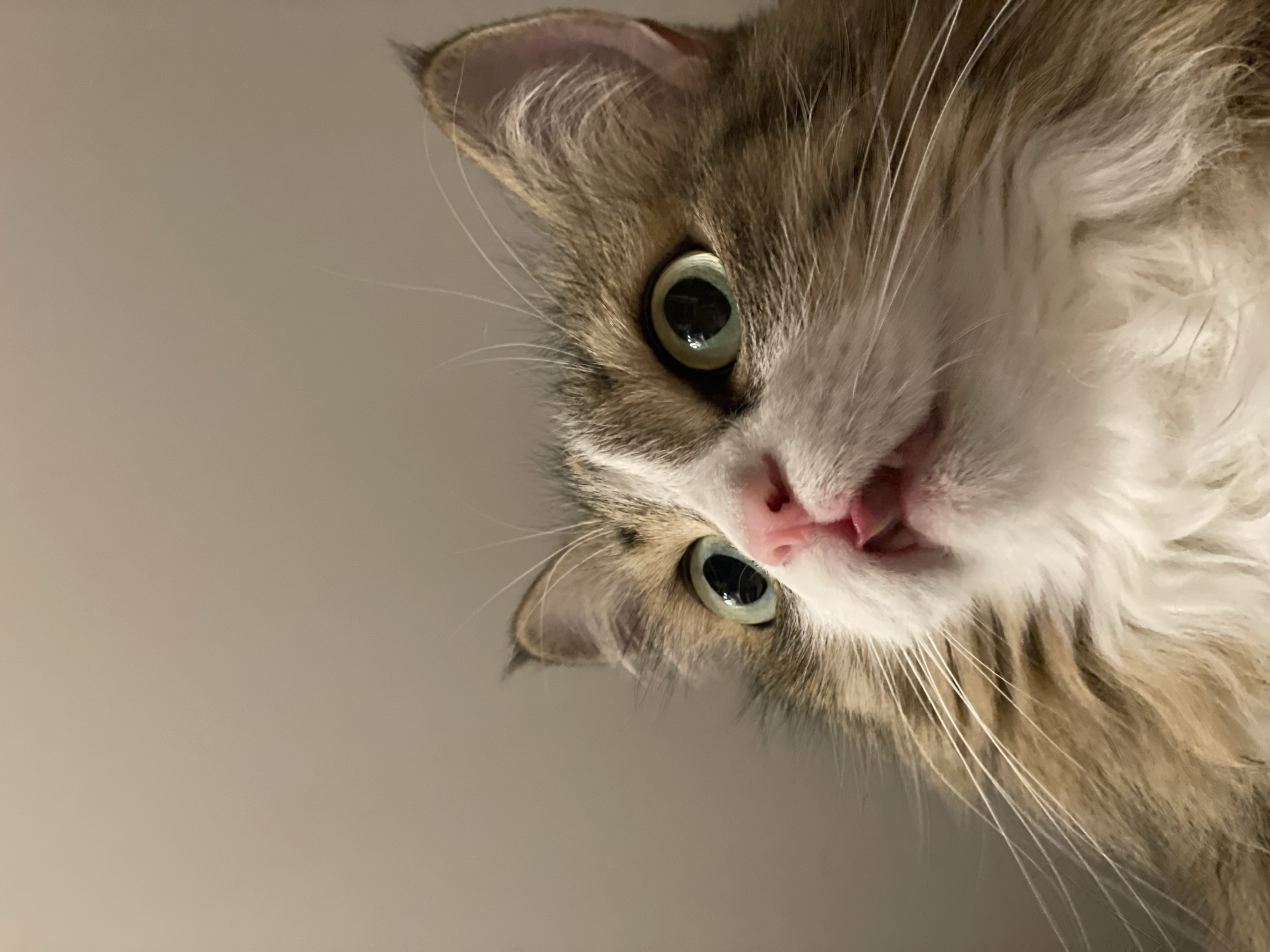 Long-haired cat photographed in close-up shot in Izhevsk