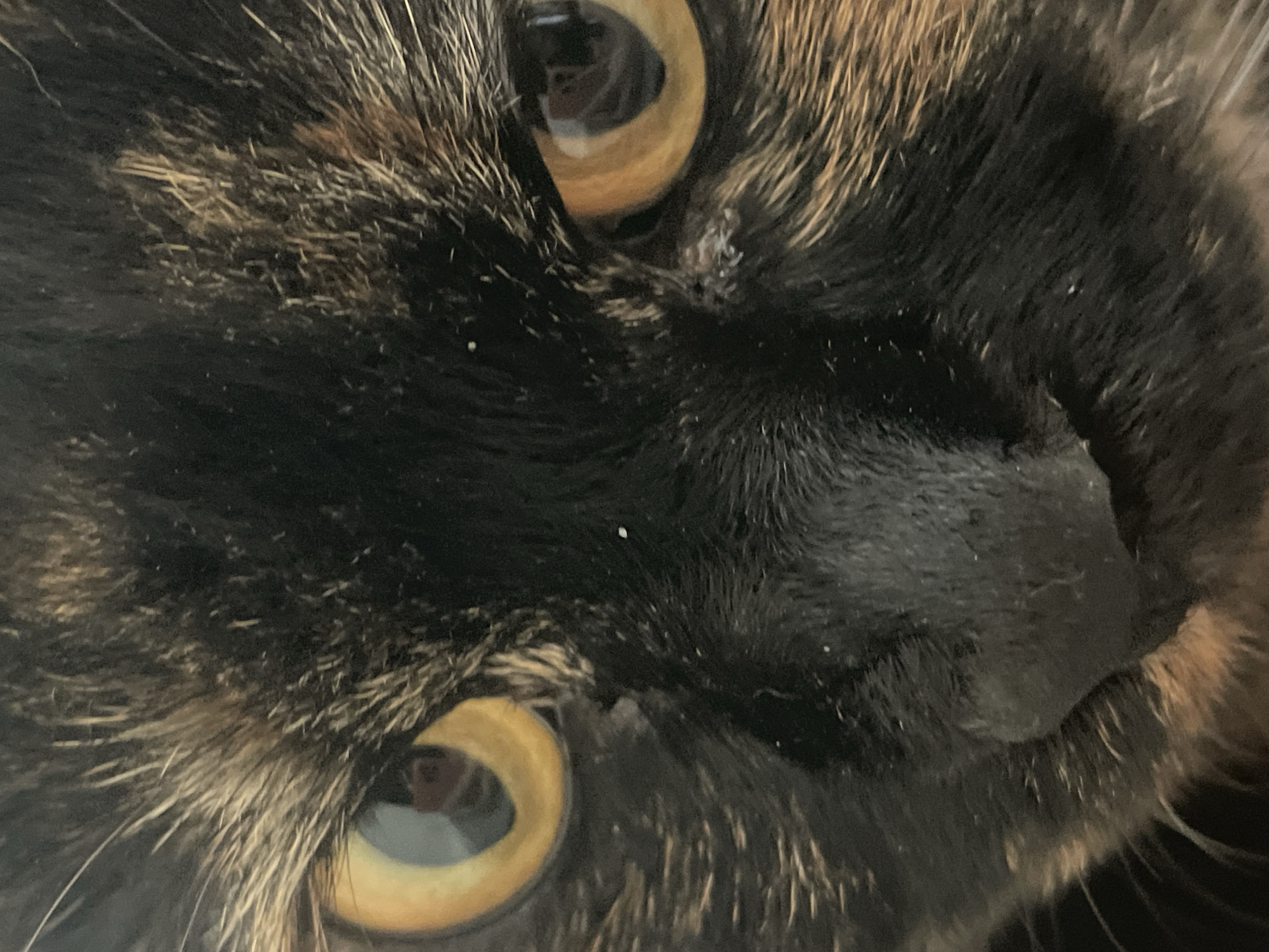 Cats at home in Denpasar, playing and hanging out