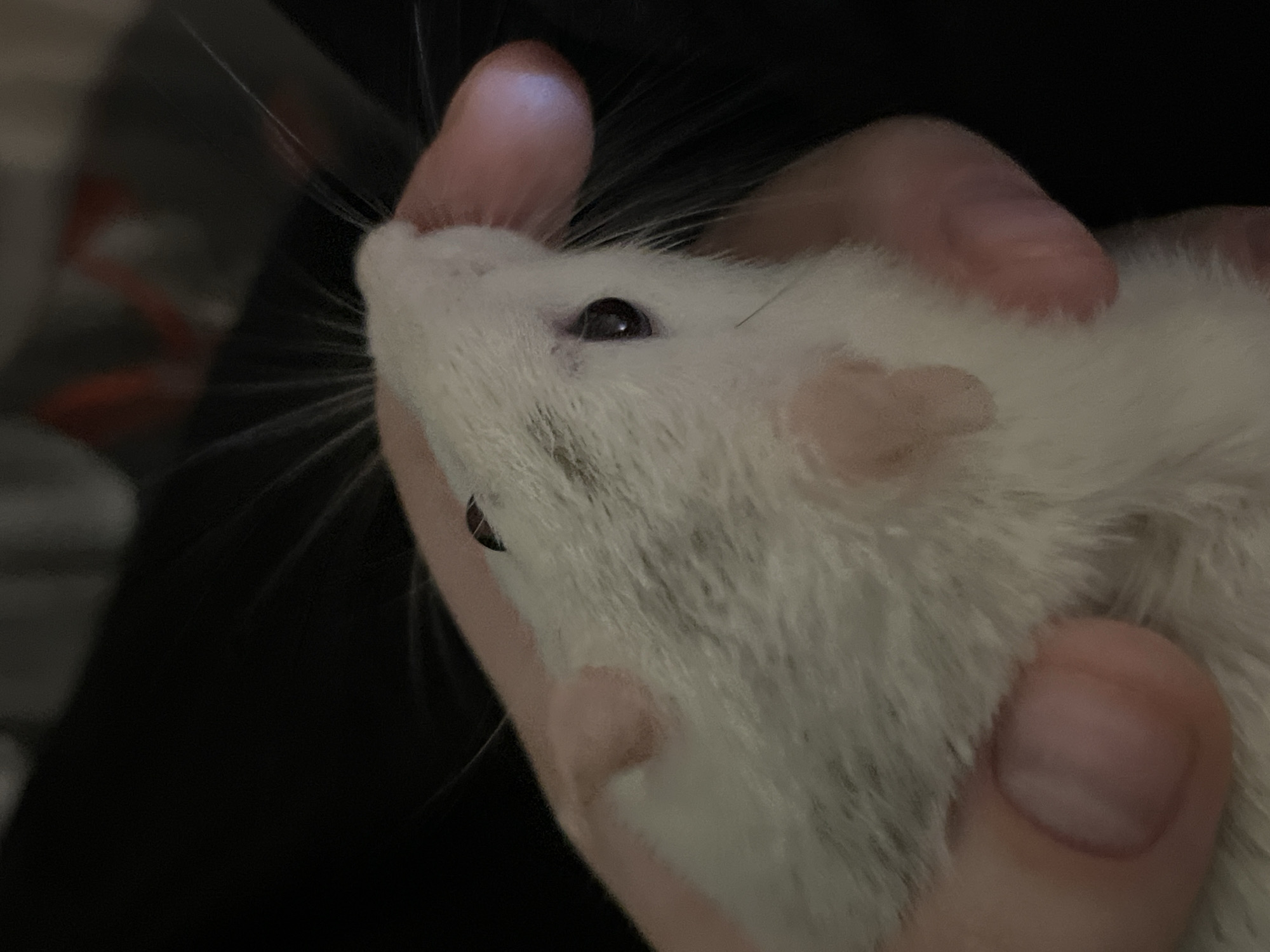 White pet rat photographed up close indoors, two angles