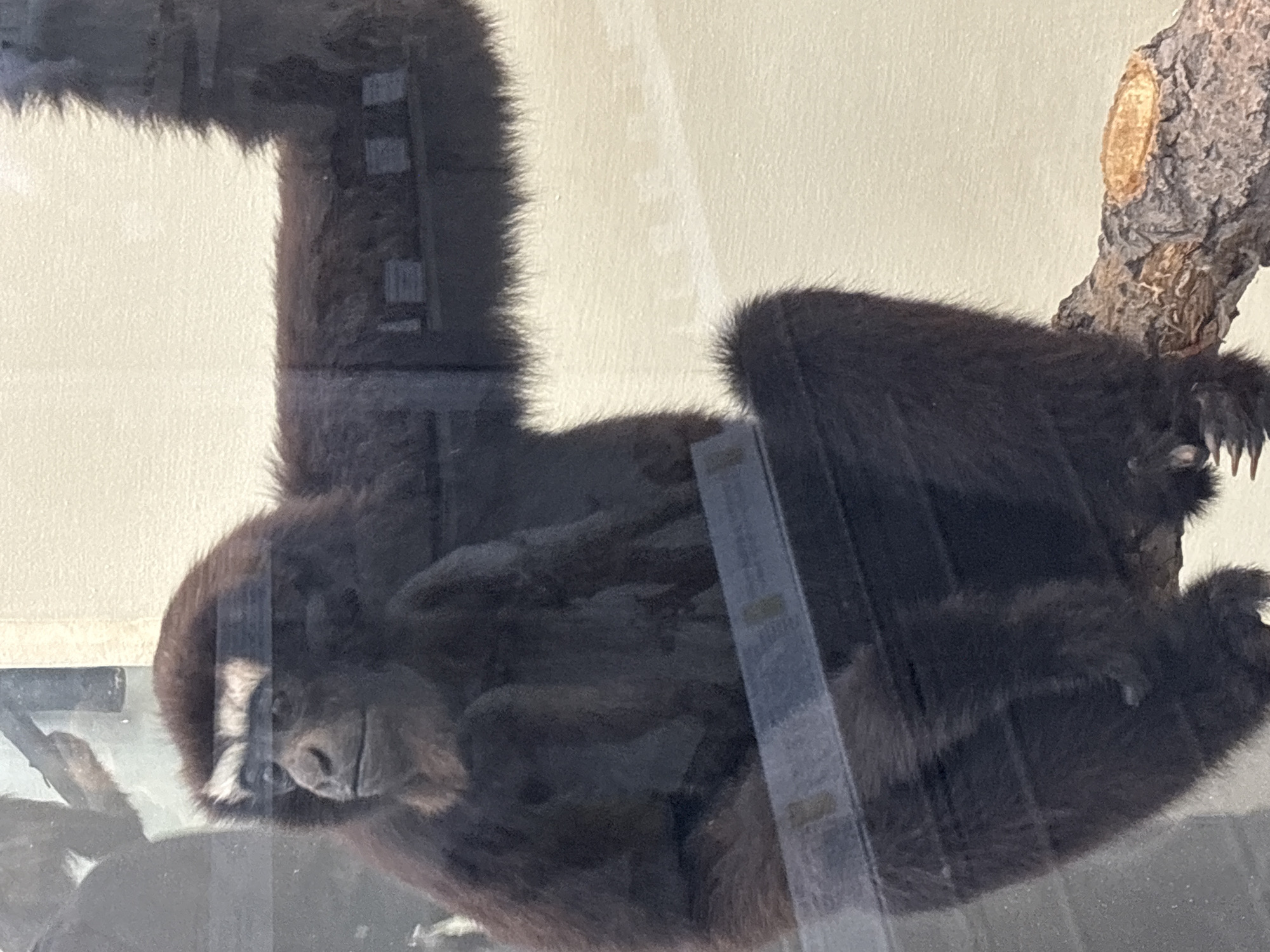 Museum visit captures natural history exhibits in Saint Petersburg