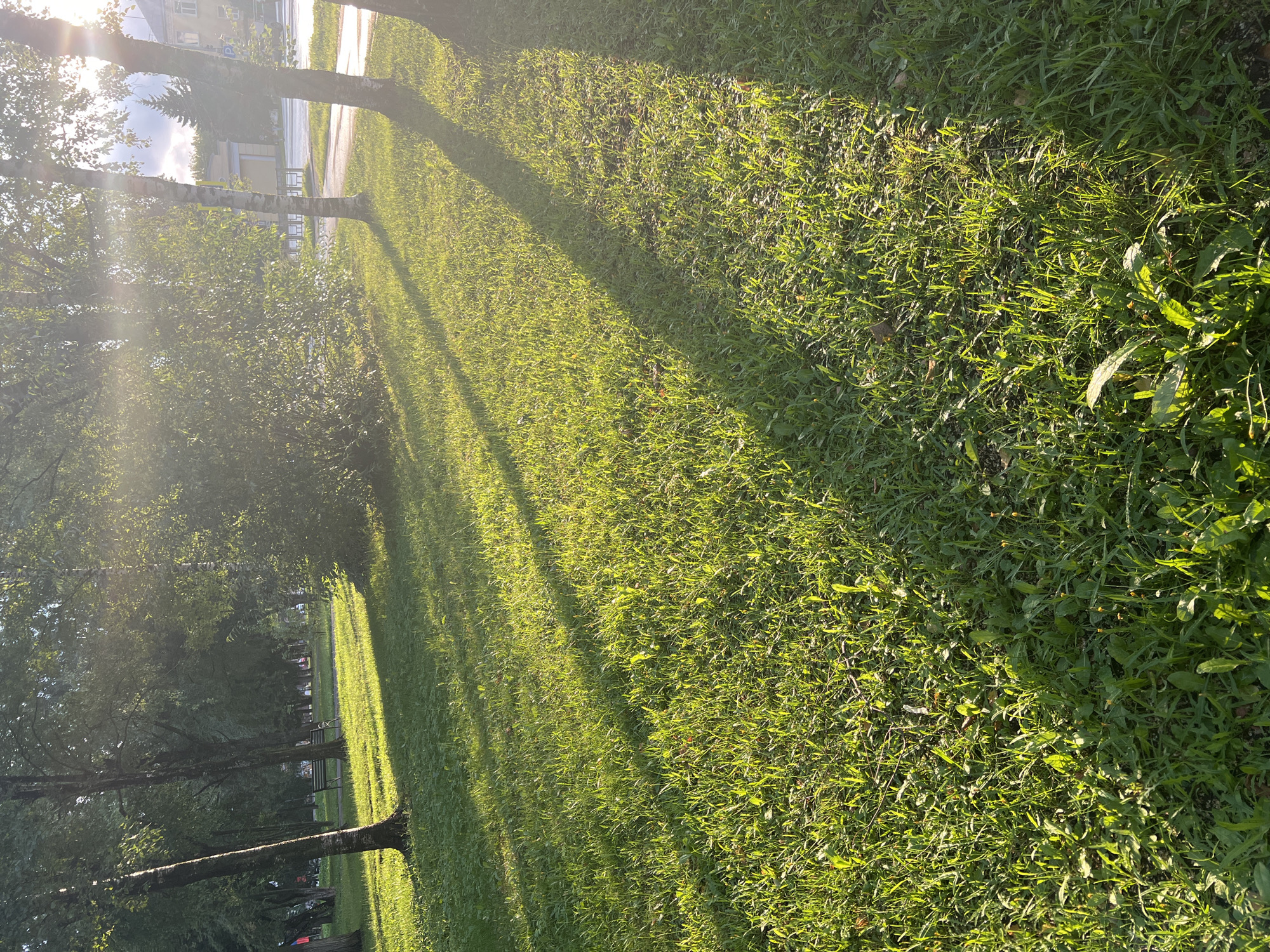 Golden hour walk through an ornamental riverside park
