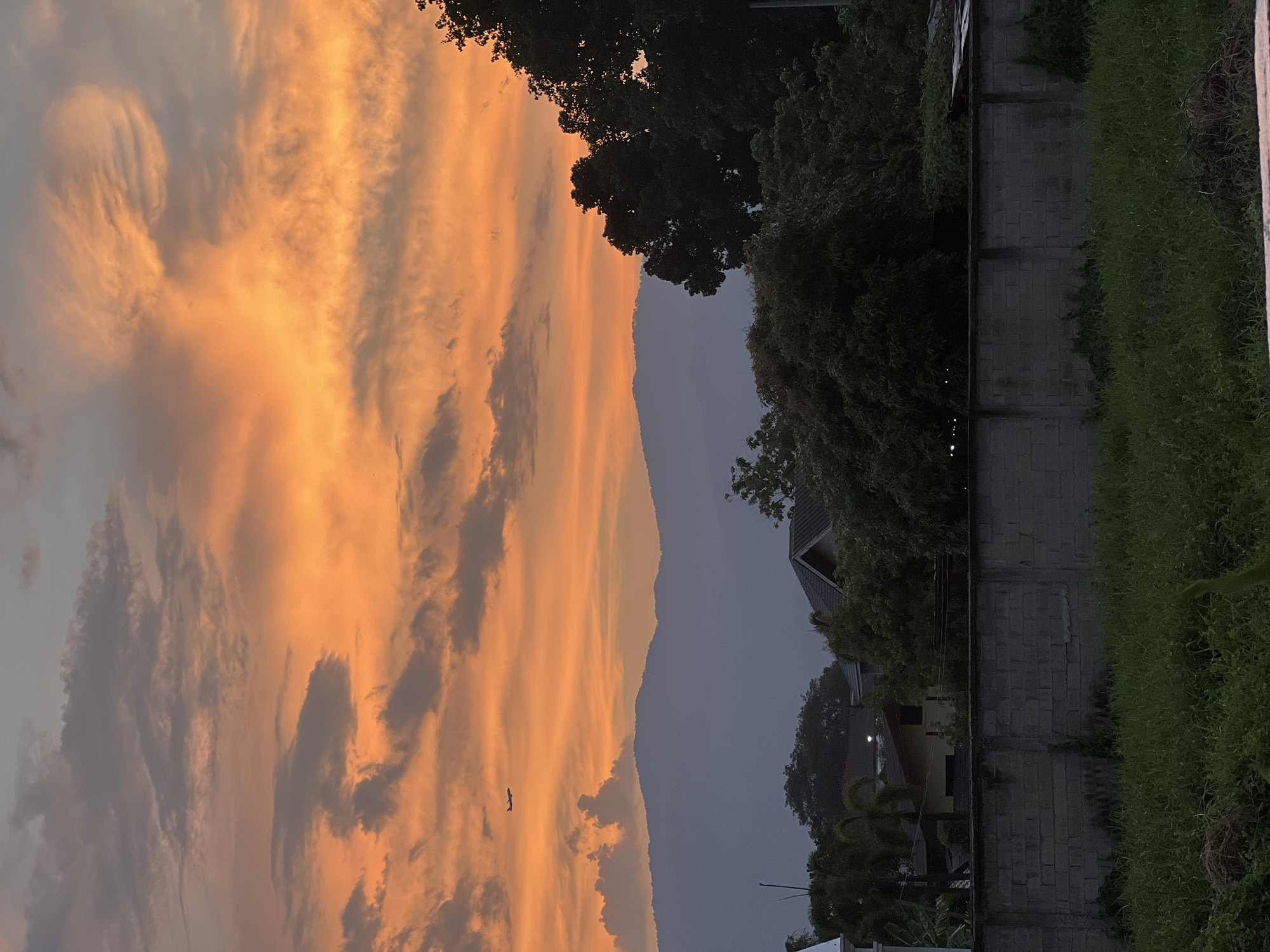 Sunset photography and lizard sighting captured in Chang Phueak