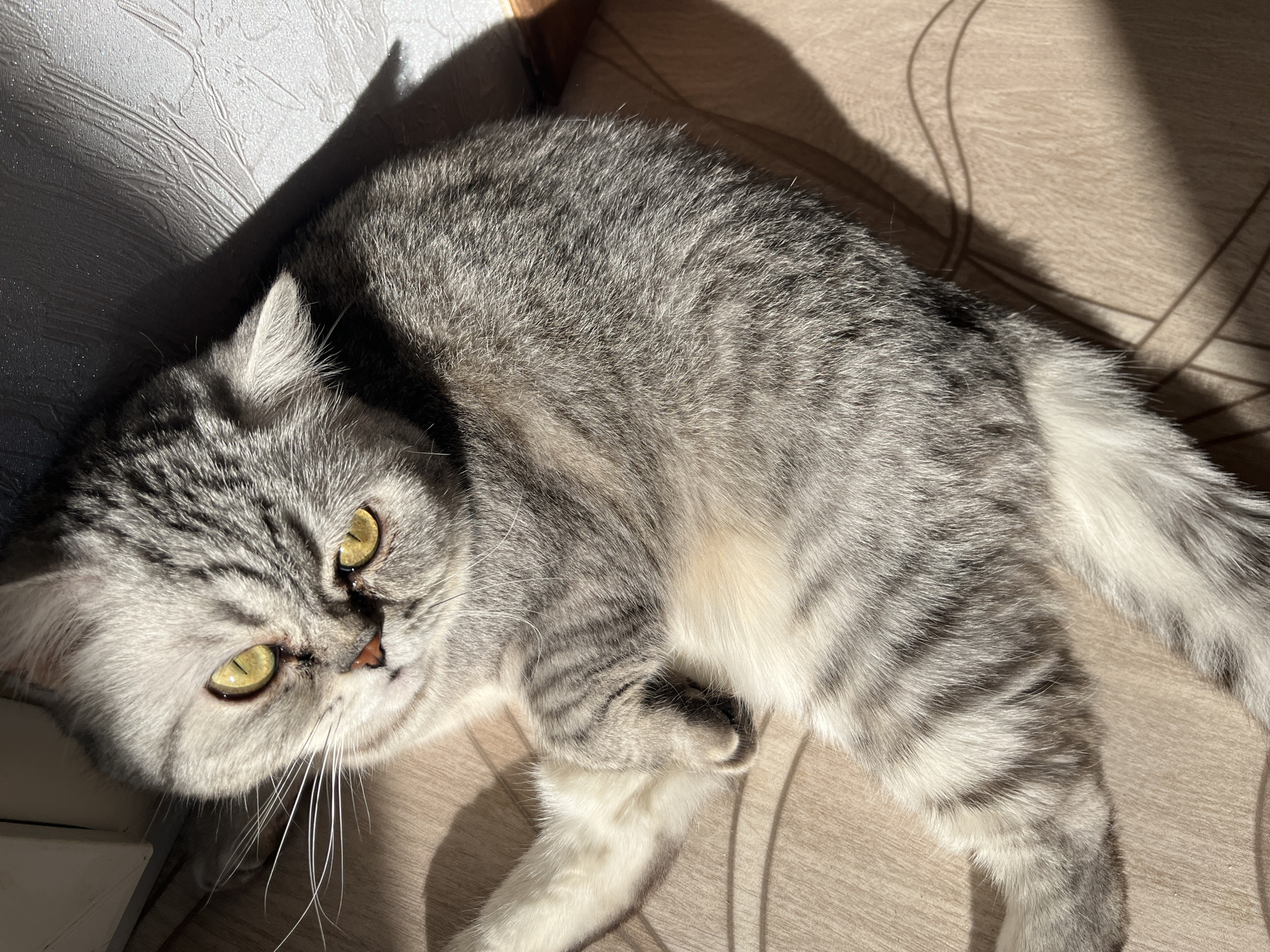 Pets photographed relaxing indoors in Chaikovsky, Russia