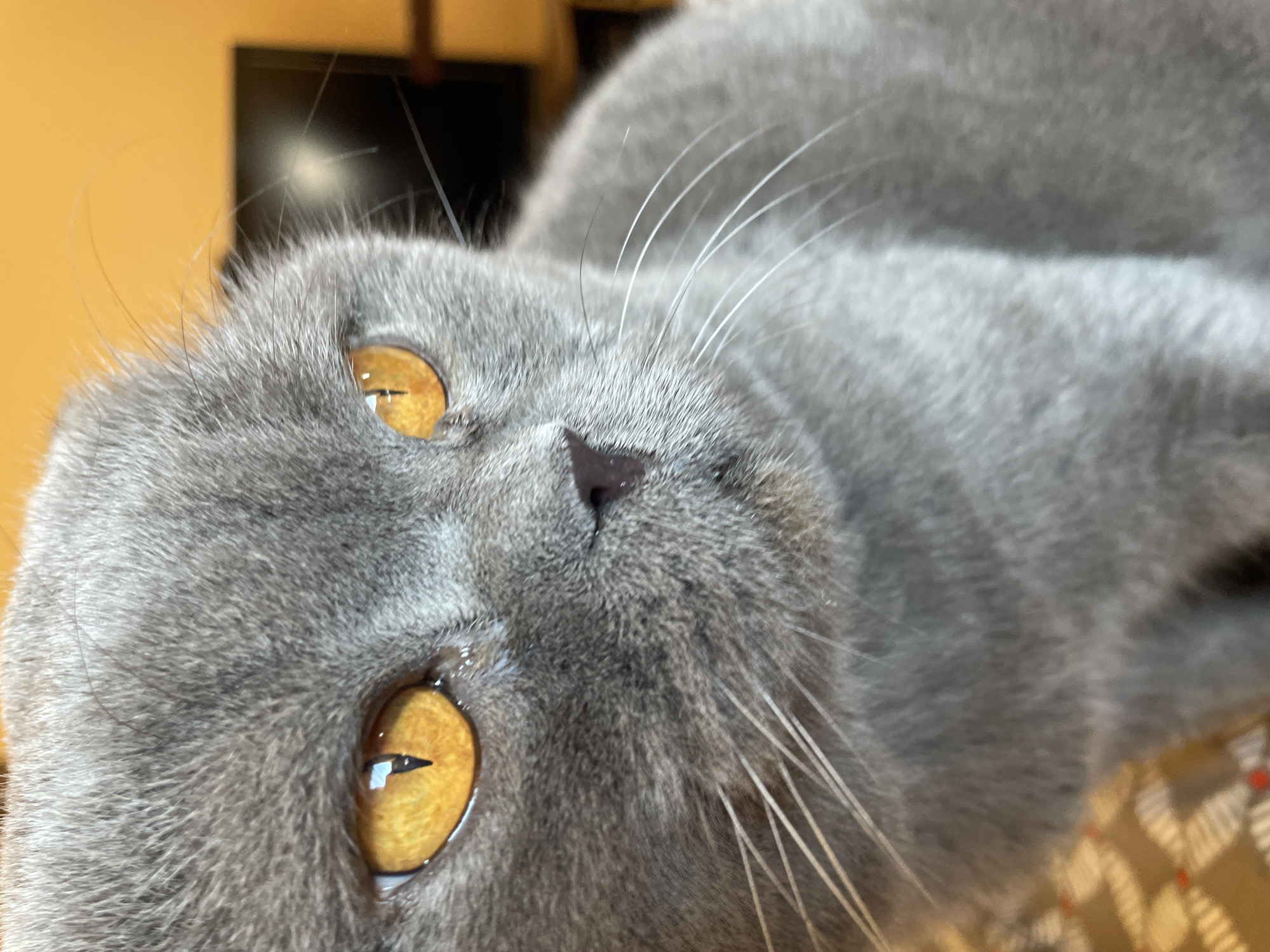 Grey cat naps, grooms, and claims a sneaker as a pillow