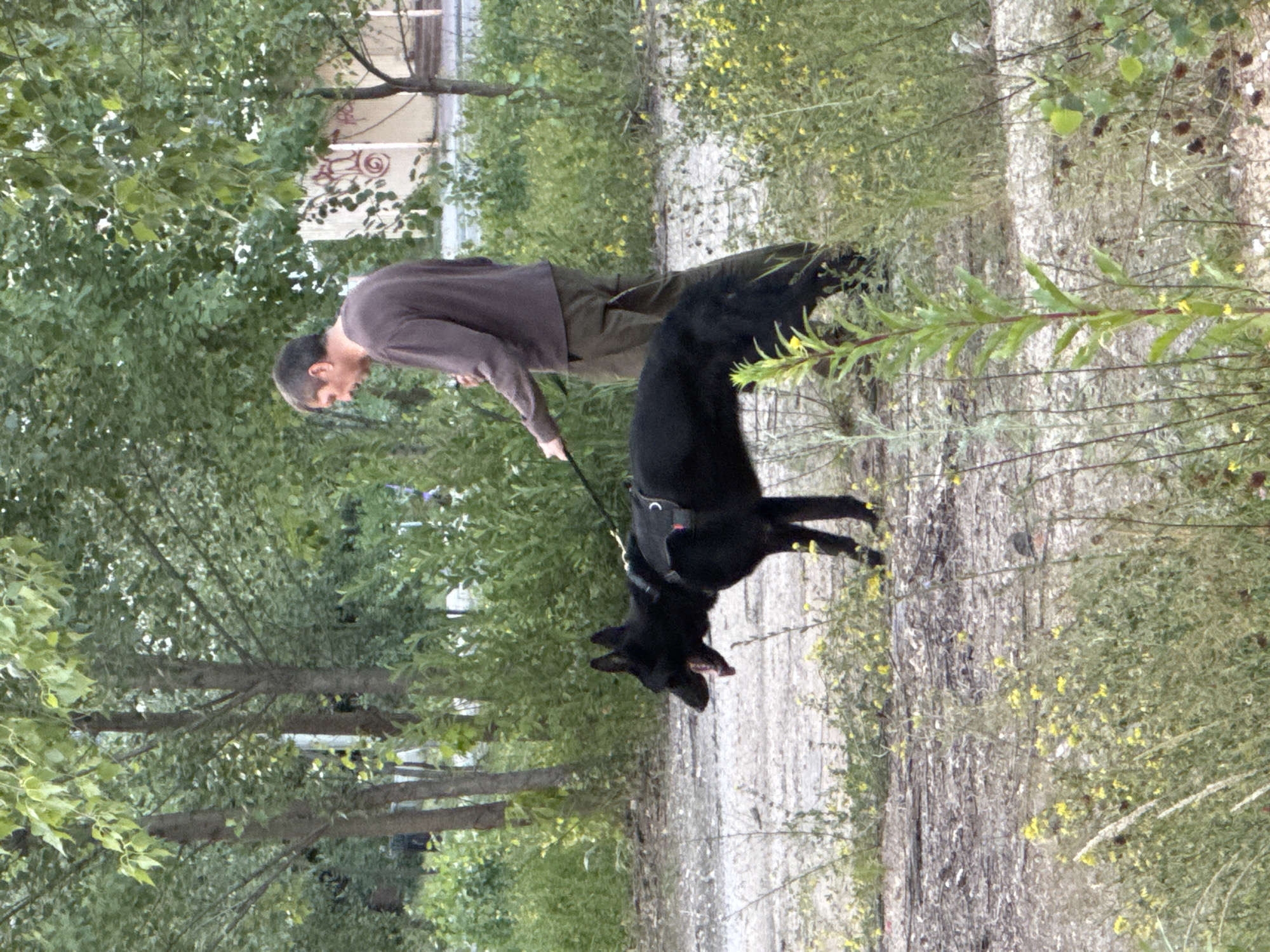 Dog training session and street life in Nizhny Novgorod