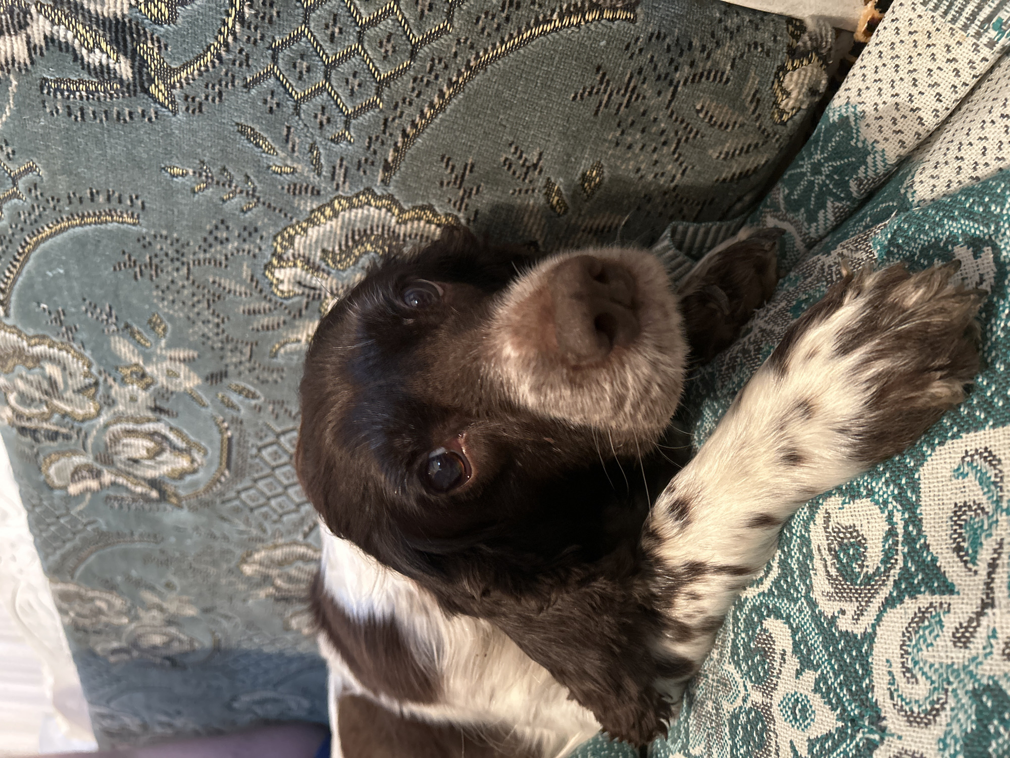 Quiet domestic moments with dog and citrus snack in Russia