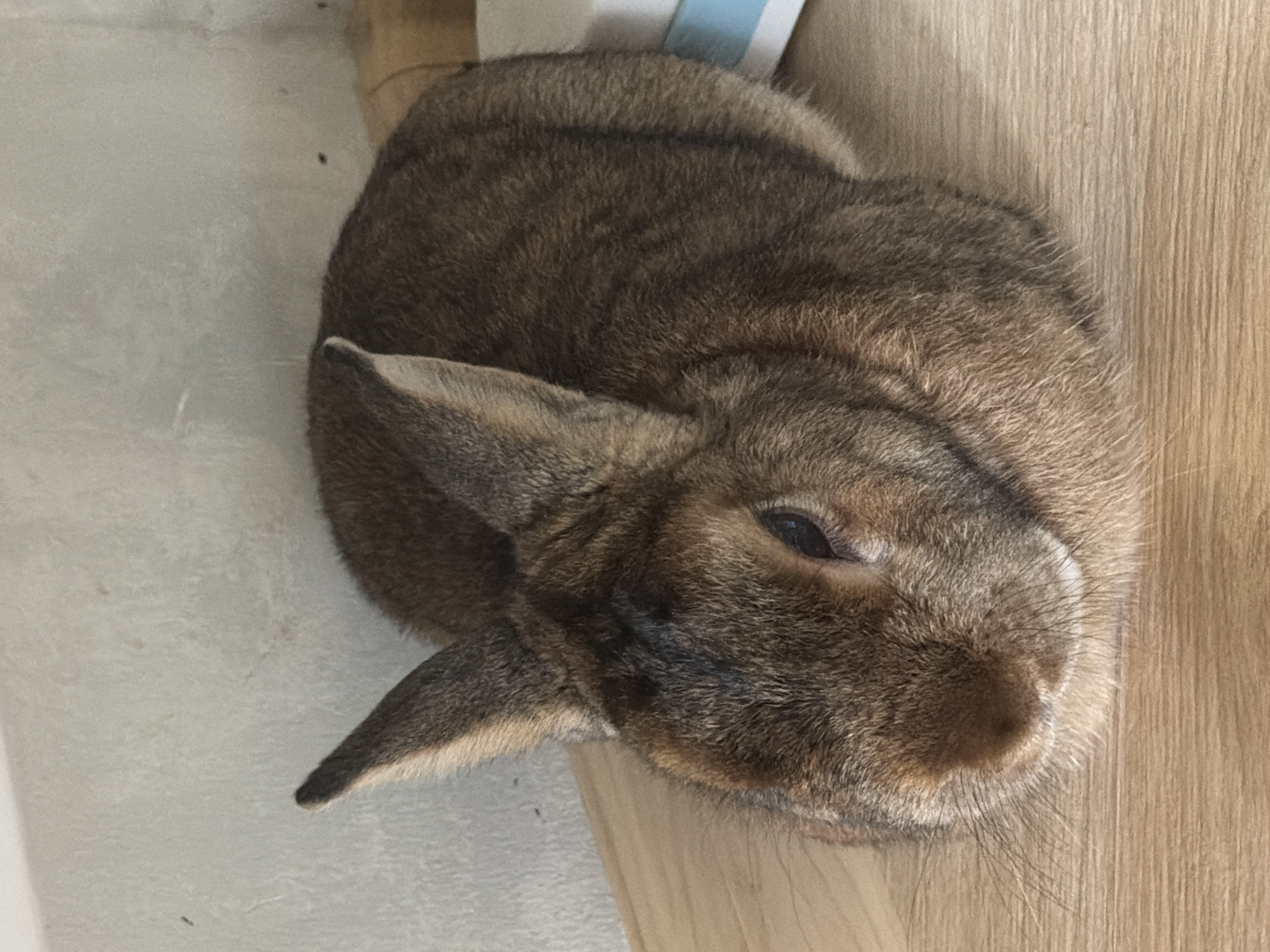 Pet hamster and rabbit at home in Solikamsk