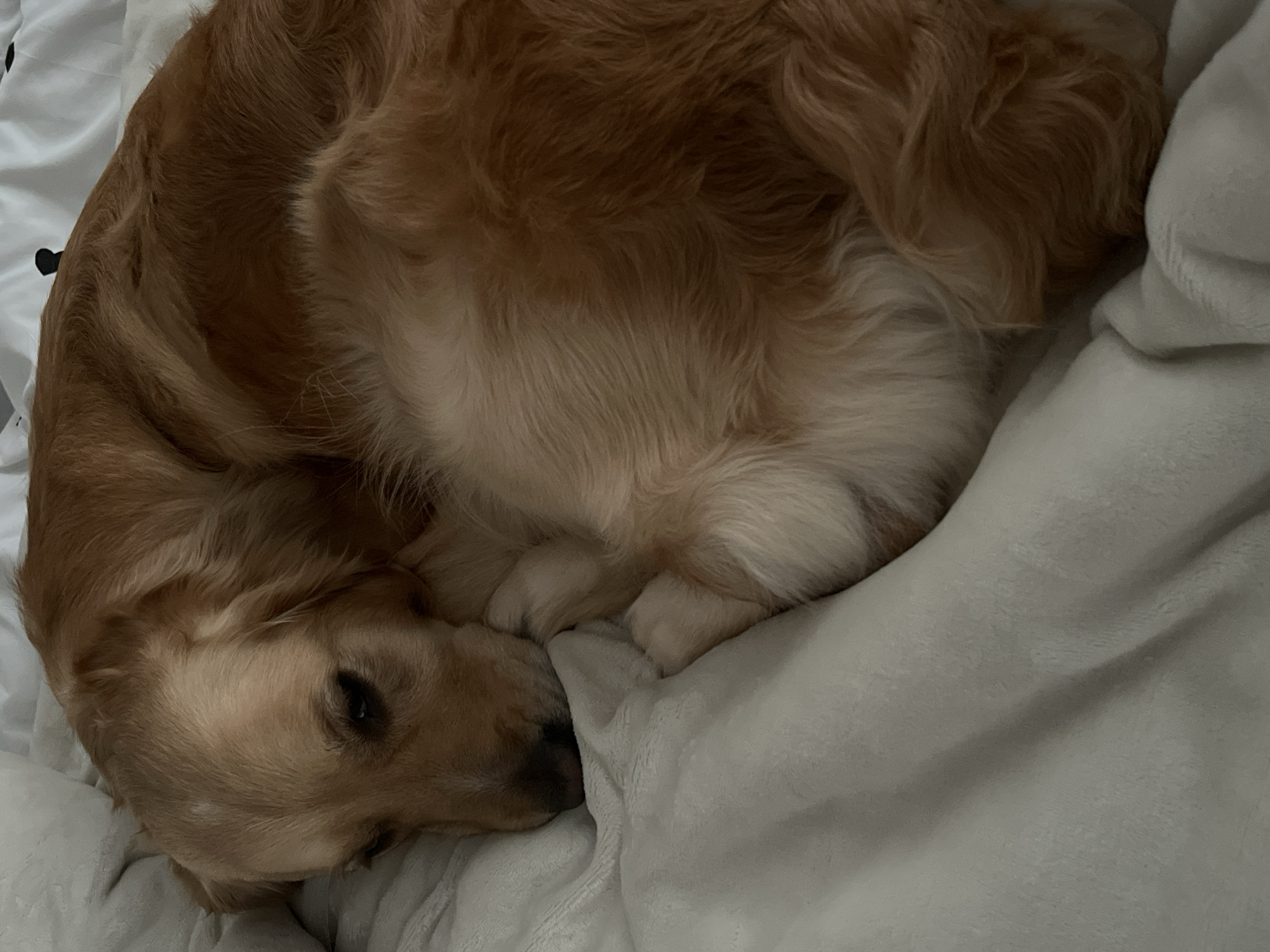 Golden retriever sleeps peacefully on blanket in Bulgaria