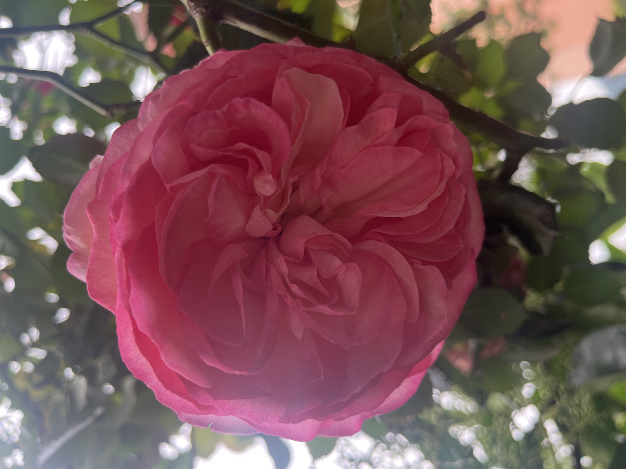 Pink rose in full bloom photographed by witness