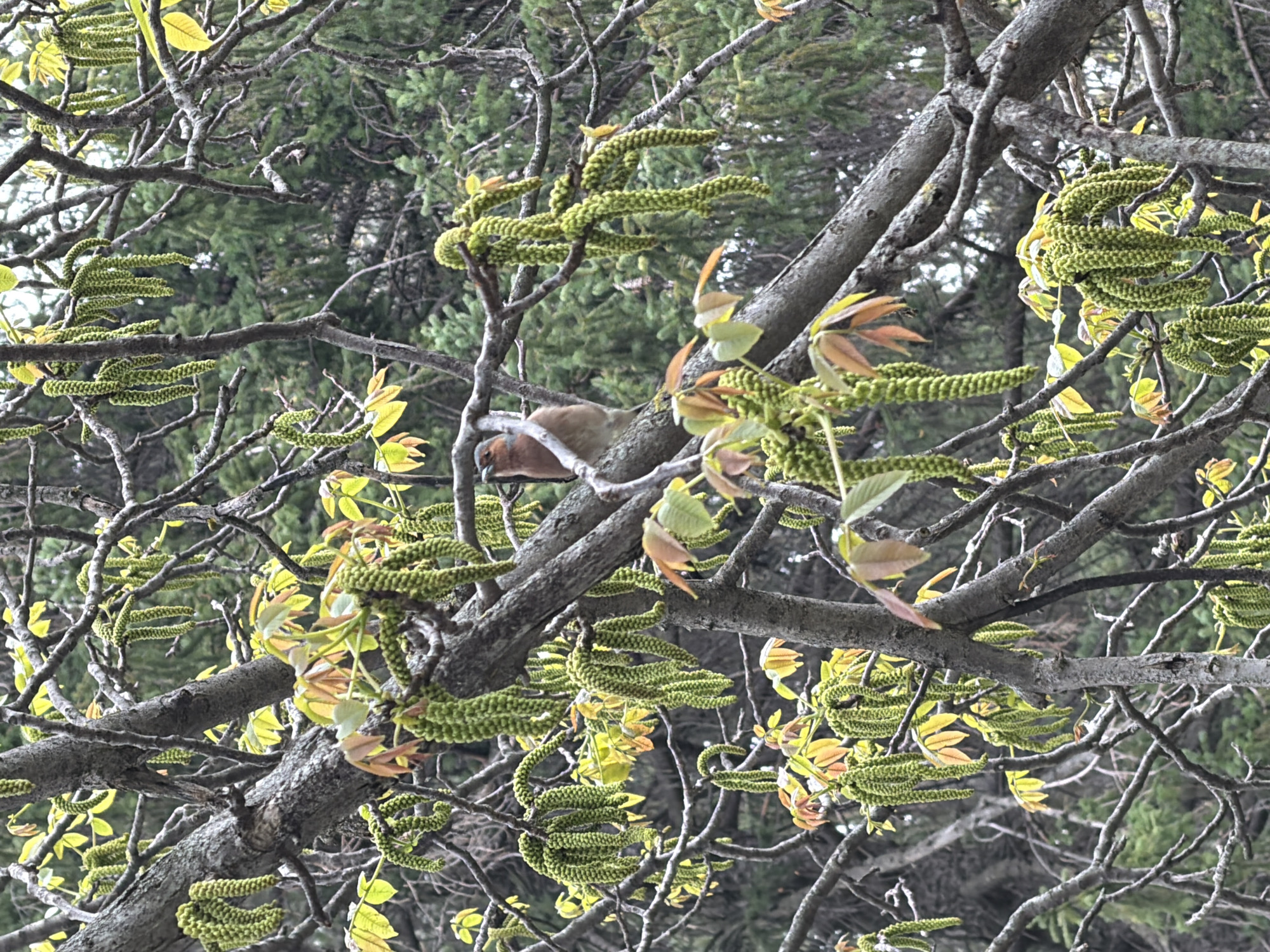 Dove spotted in spring trees in Sandanski, Bulgaria