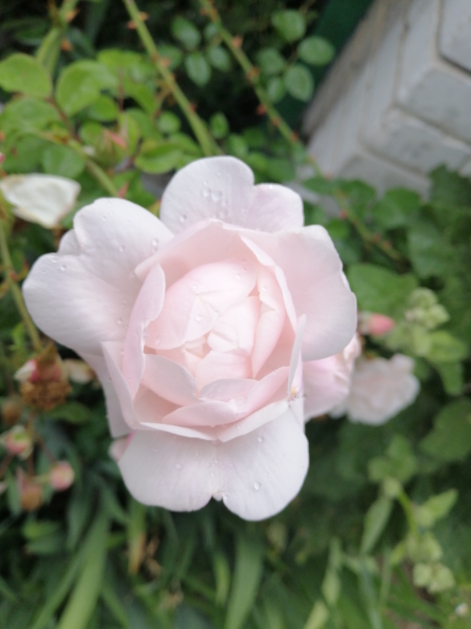 A quiet summer evening in Lanivtsi, flowers, streets, and dusk