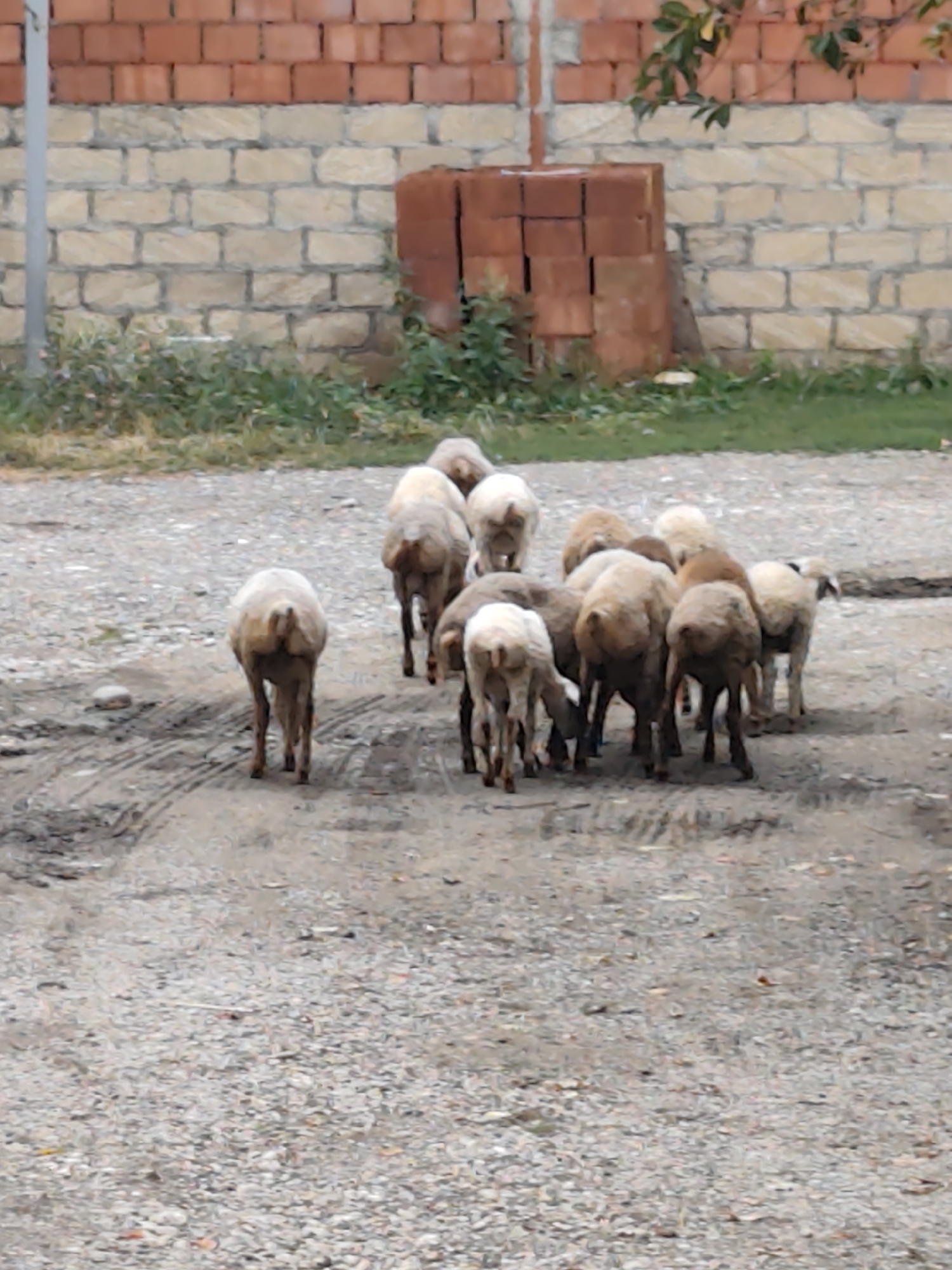 Digah, Azerbaijan