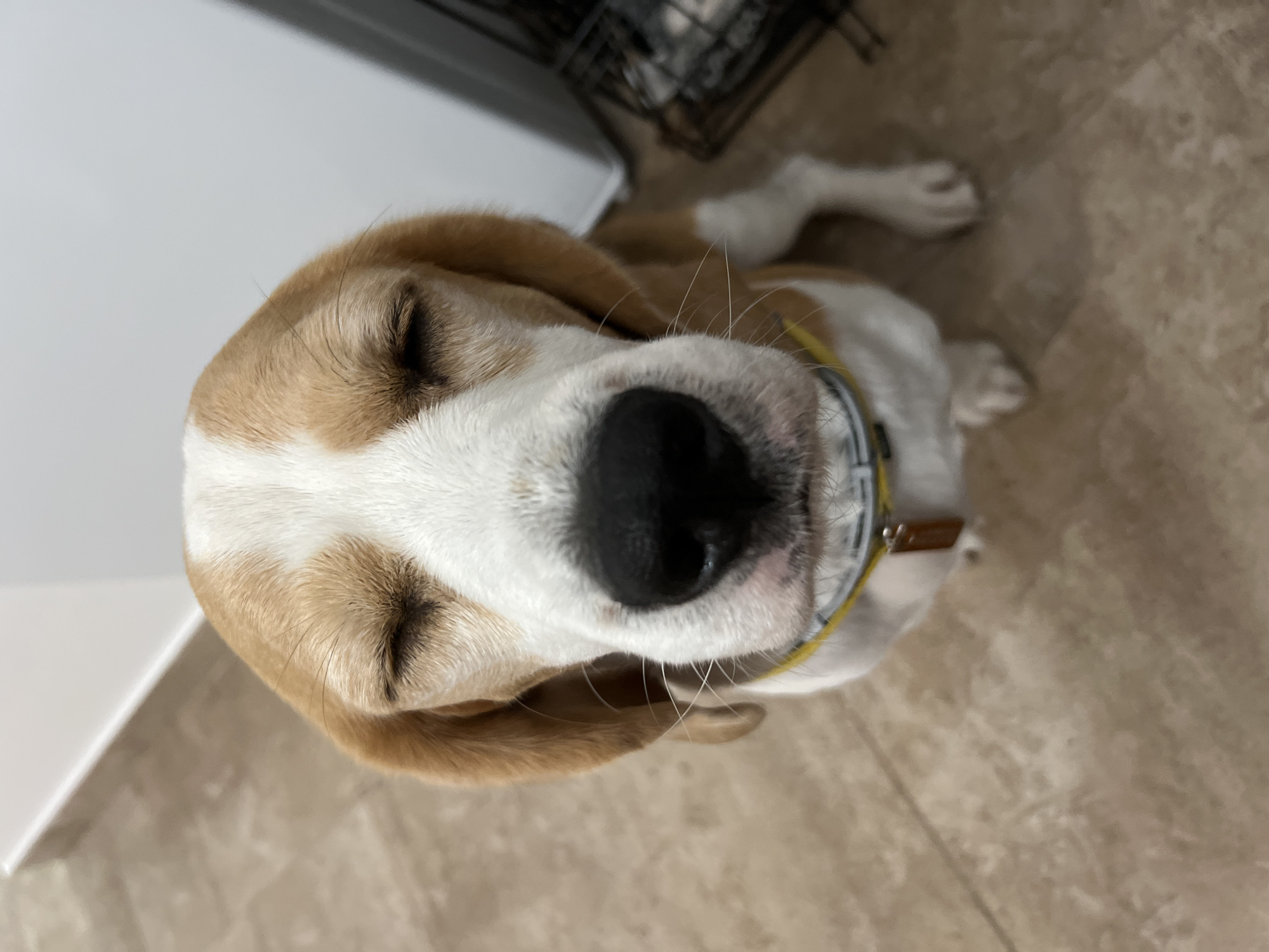 Beagle hanging out indoors in Budva, Montenegro