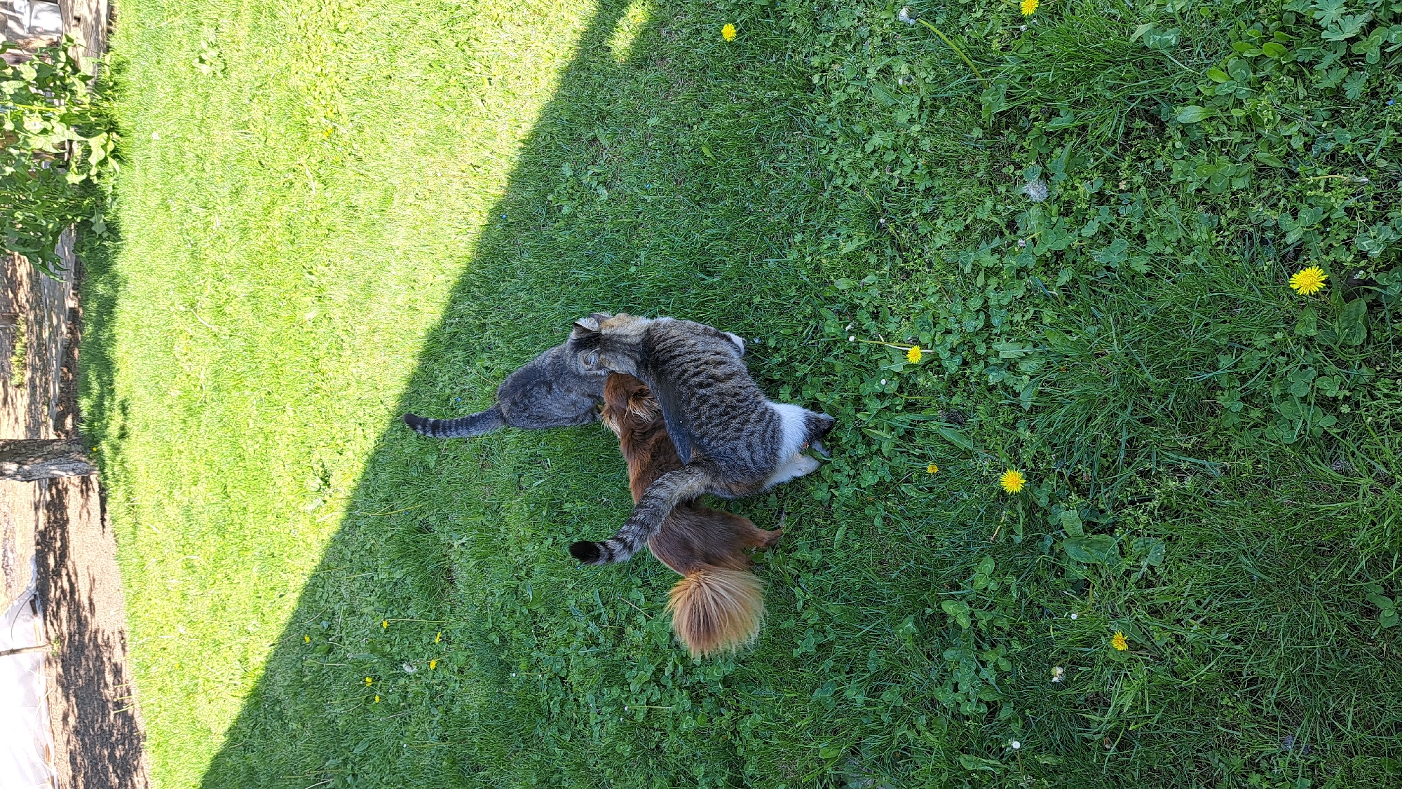 Morning moments: Pets, flowers, and quiet scenes captured worldwide