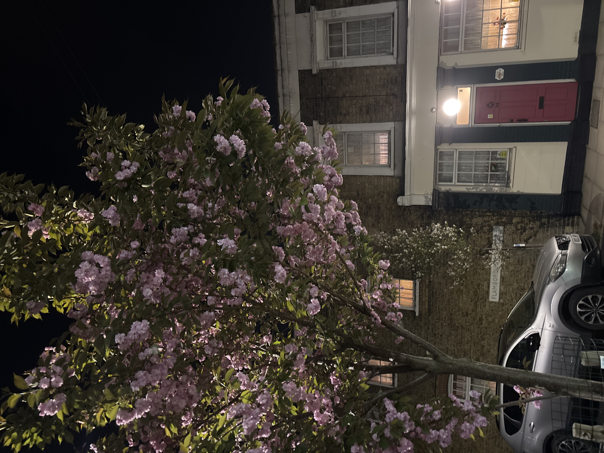 Cherry blossoms bloom against brick building in nighttime London