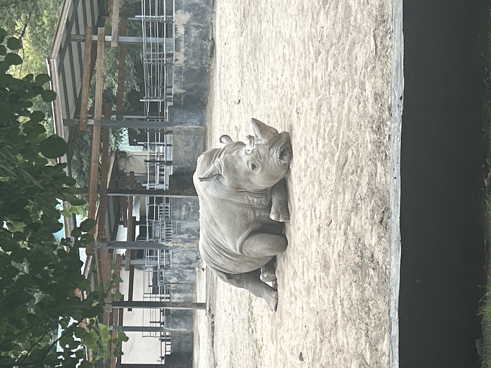 Rhino at rest in Almaty zoo enclosure