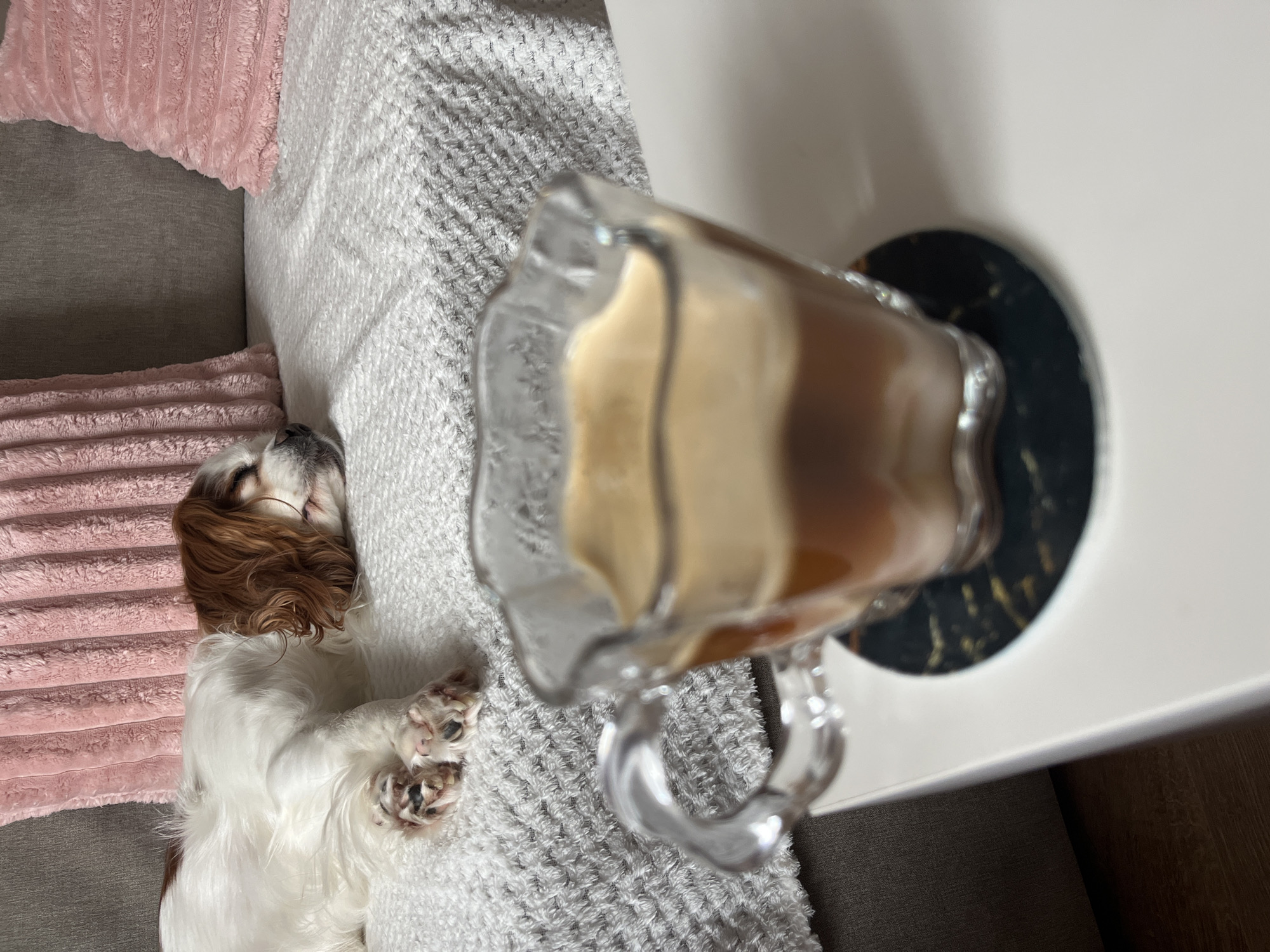 Cavalier King Charles Spaniel rests on sofa in Bulgarian home