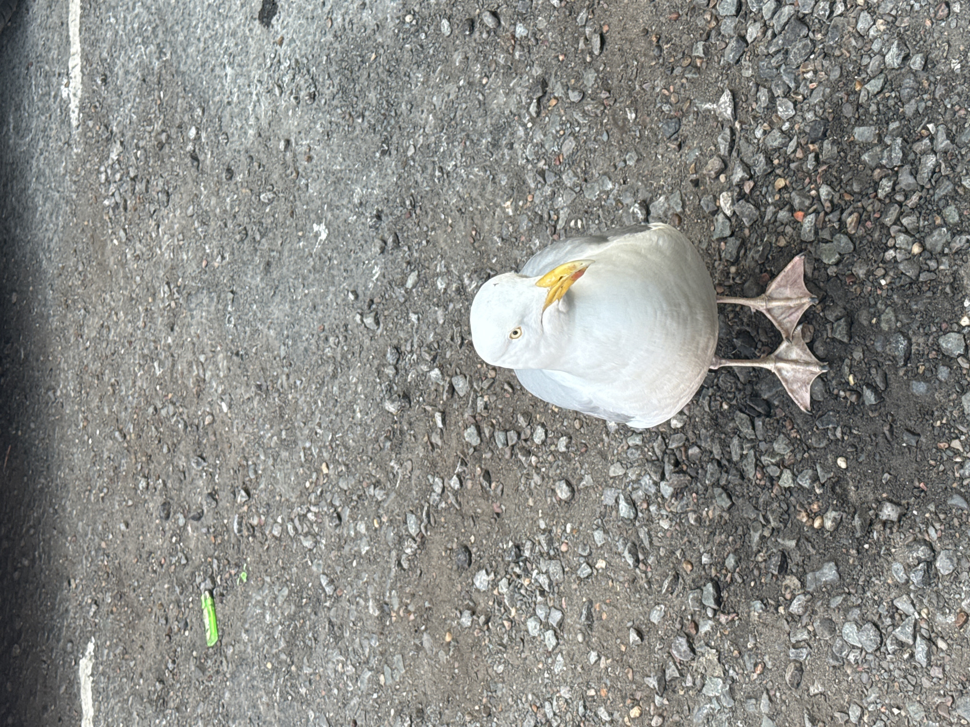 Casual street observations documented in Great Yarmouth