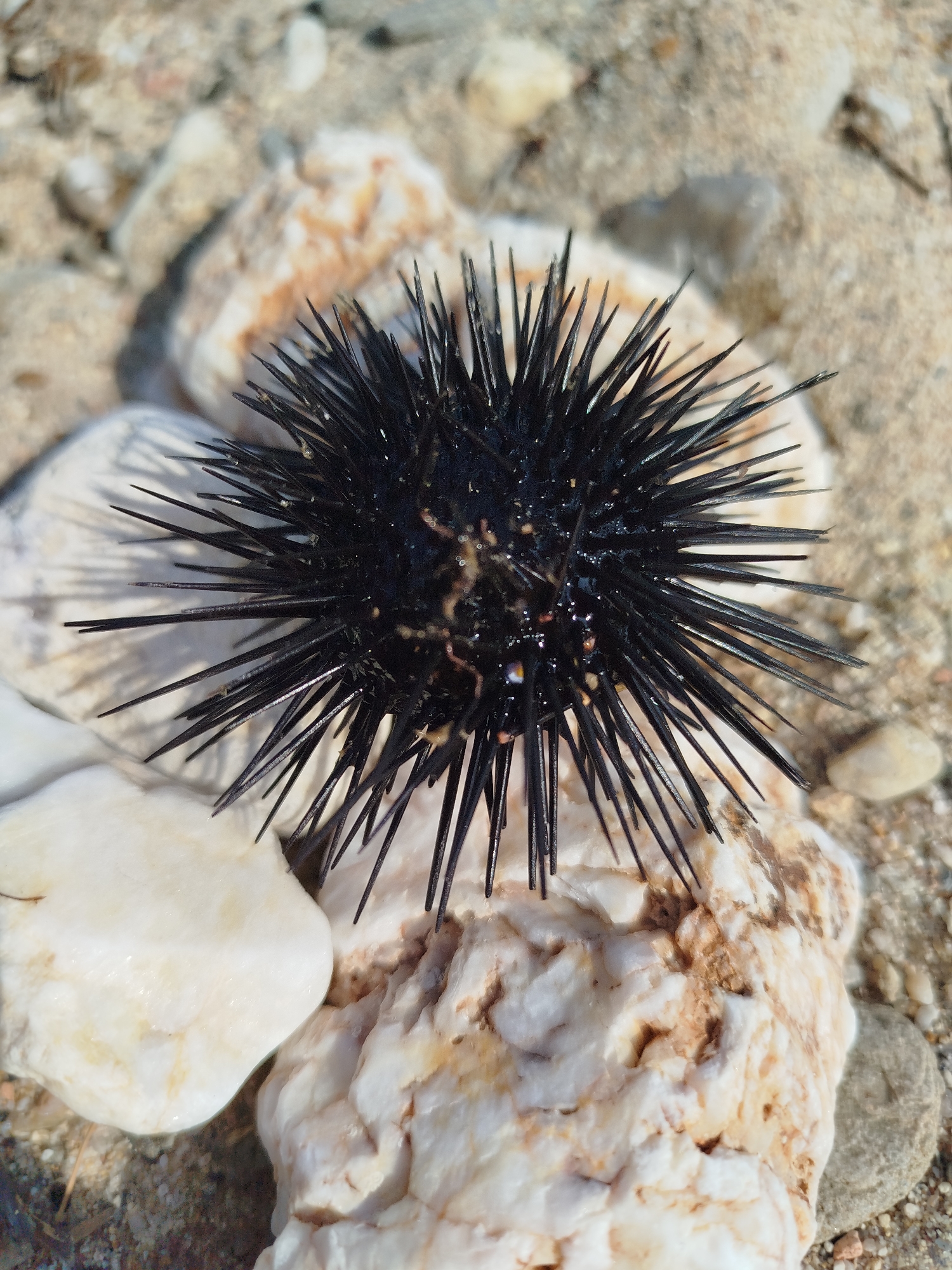 Quiet Aegean beach in Sithonia, sea urchins and clear water