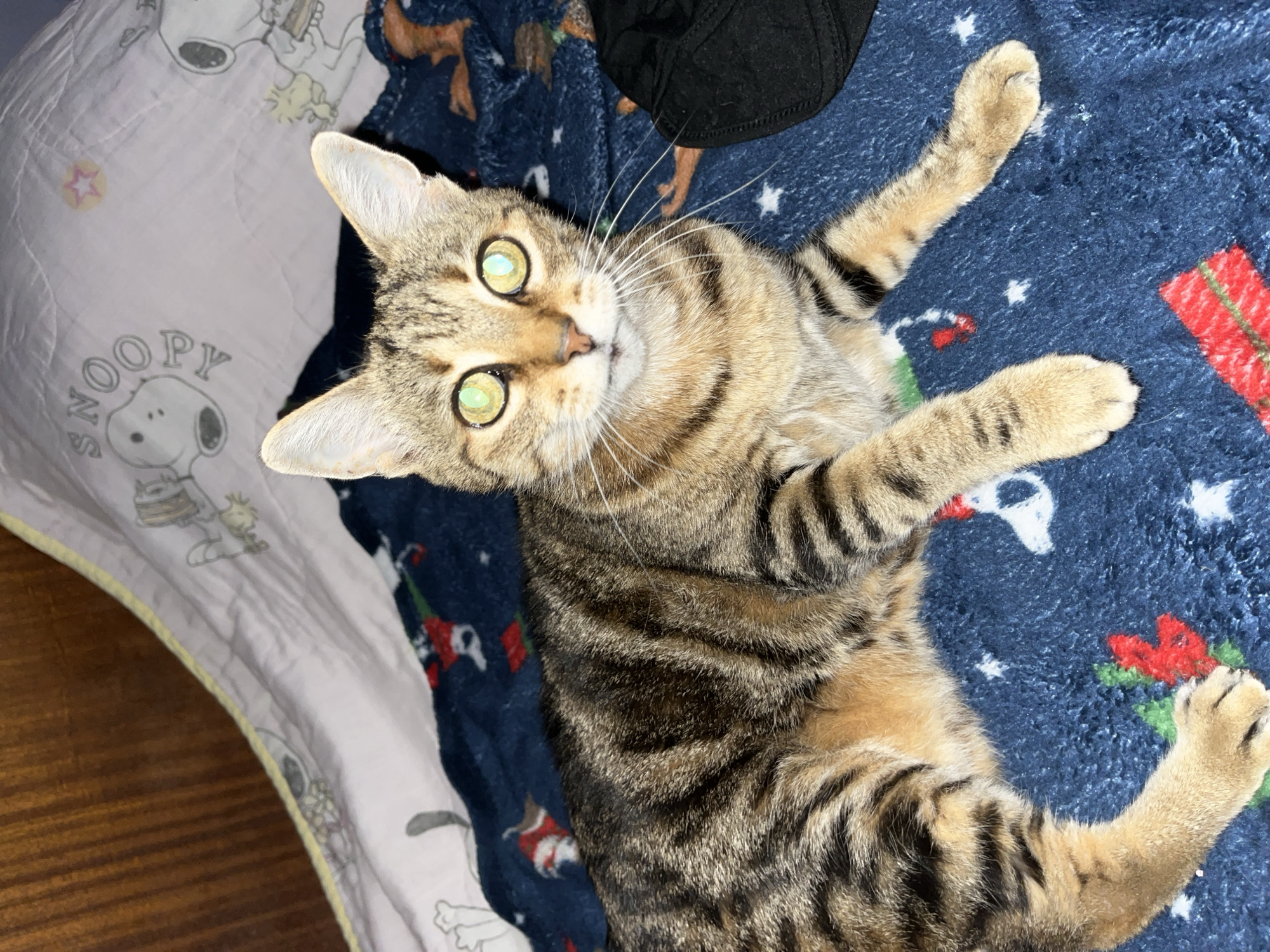 Tabby cat lounges, plays, and gets pets at home