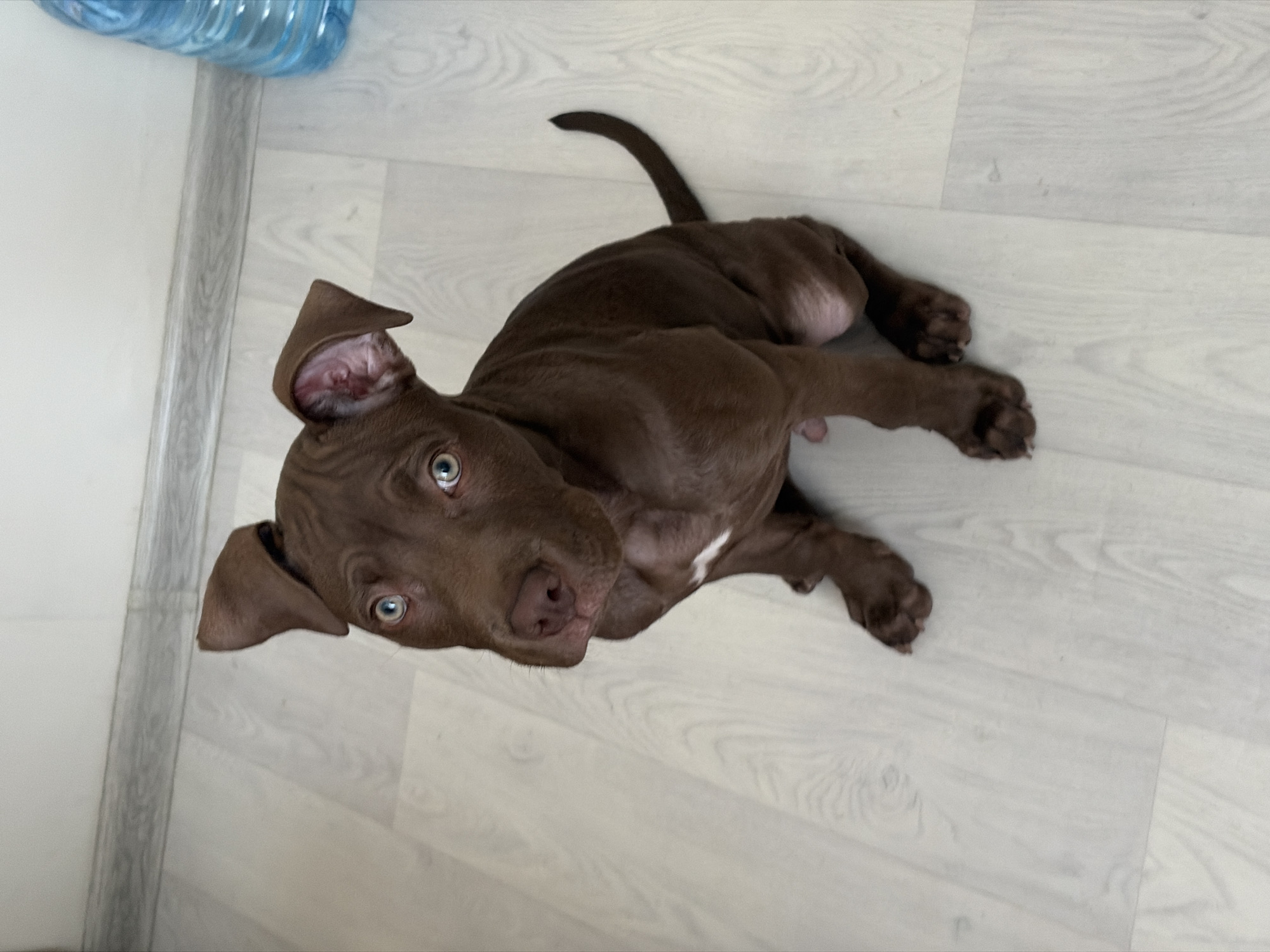 Blue-eyed pit bull puppy's morning in Chaikovsky, indoors and out