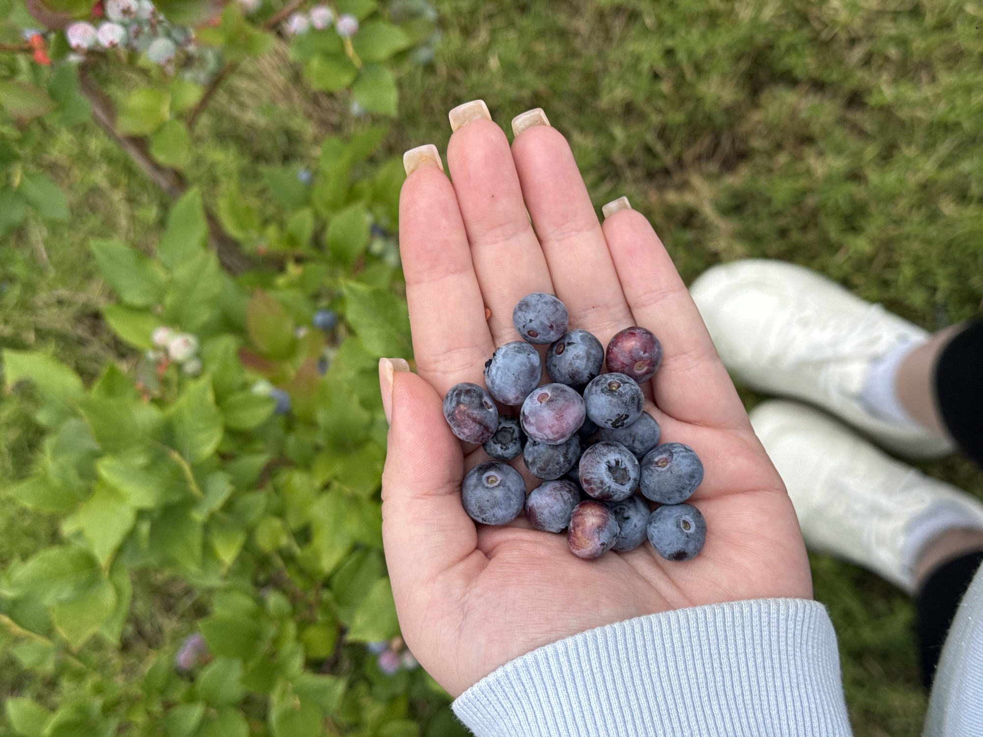 Slow summer morning in Malaryta: blueberries, lavender, and coffee
