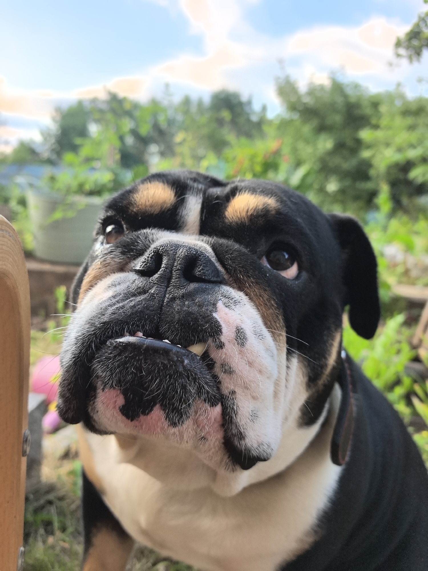 English Bulldog and a golden sunset in Noviy, Russia