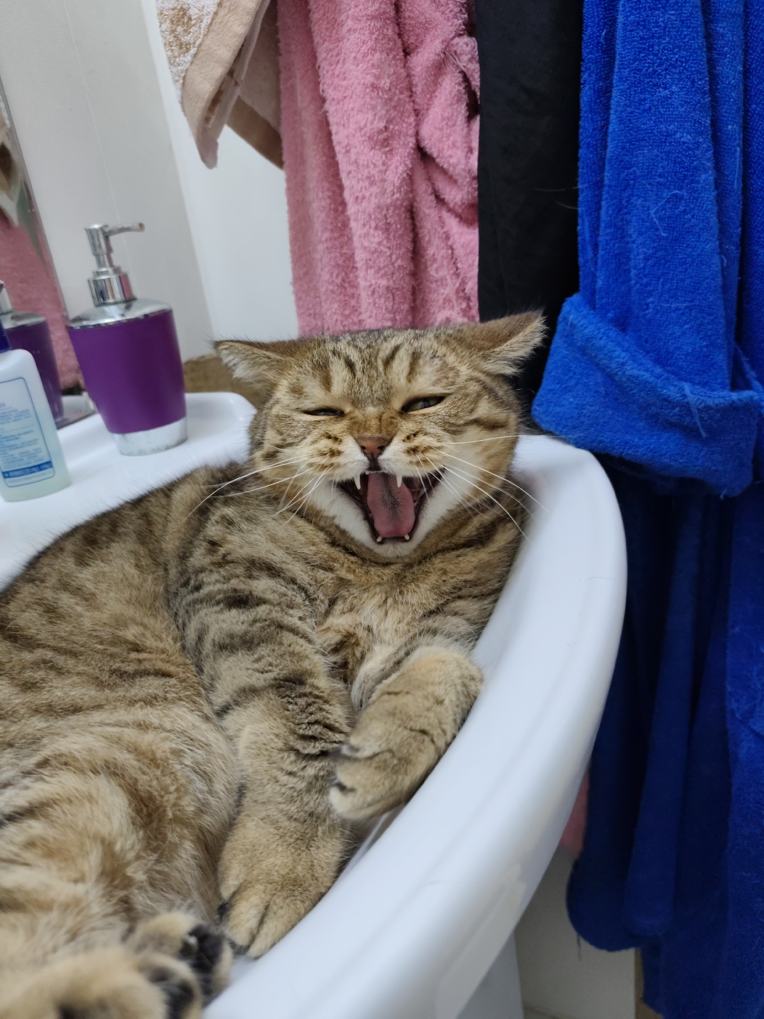 Tabby cat claims a bathroom sink in Komsomolsk-on-Amur