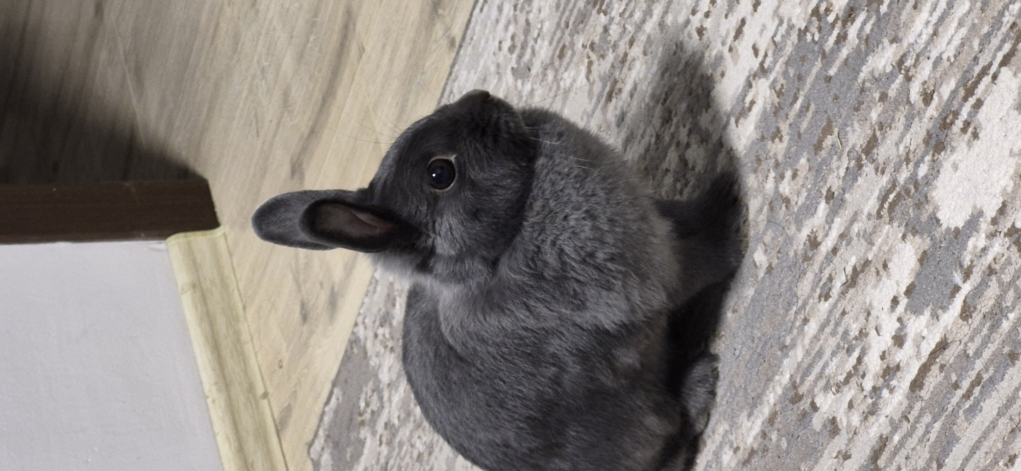 Gray rabbit at home in Ussurijsk, getting some attention