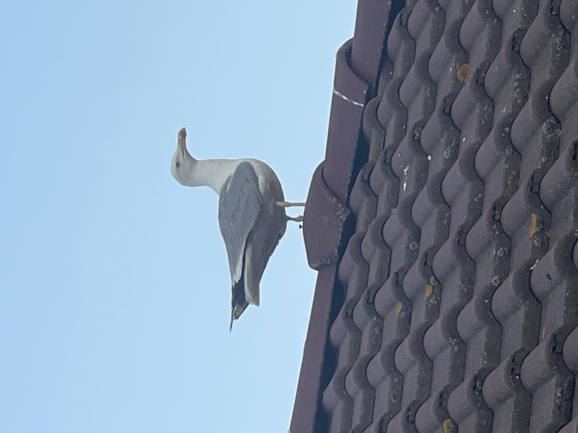 Rooftop seagulls, stars, and a crescent moon across one evening sky