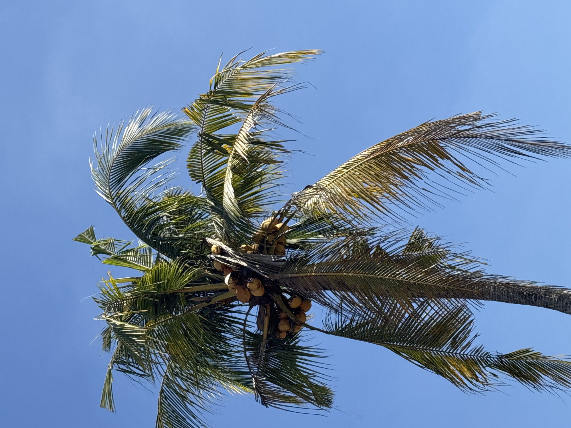 Cruising through Tabanan's rural Balinese streets and scenery