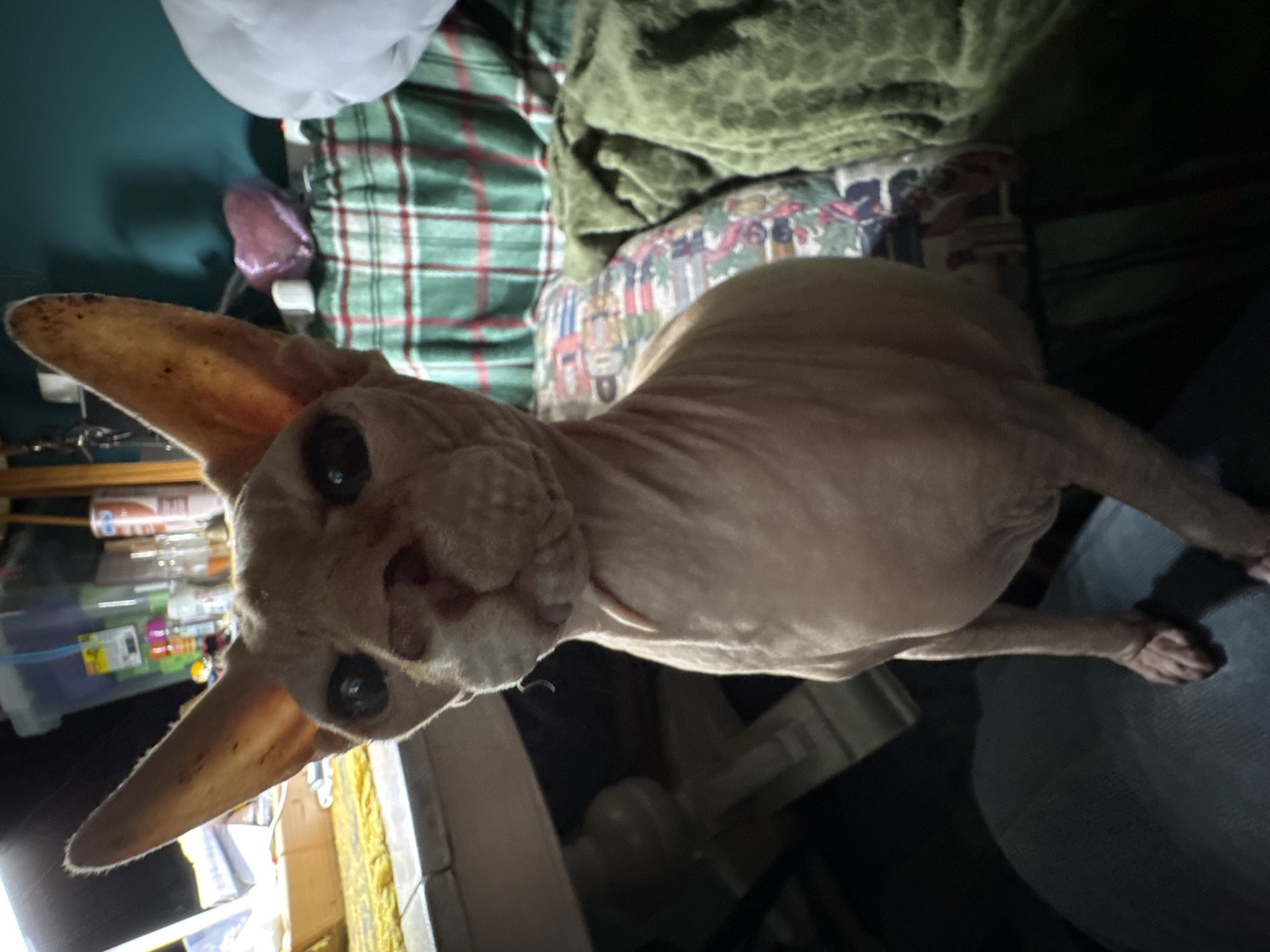 Sphynx cats dominate a cozy Hallum home evening